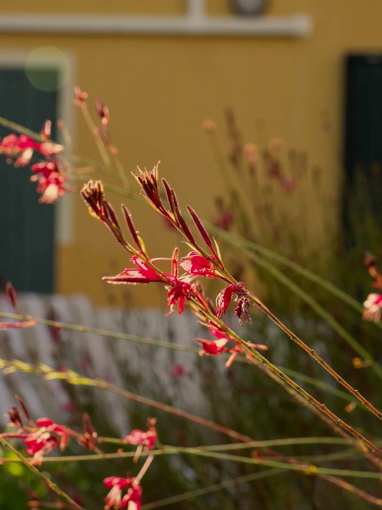 Dettaglio dei fiori nel giardino di Casa Roberta, casa vacanze nella campagna di Reggio Emilia.
