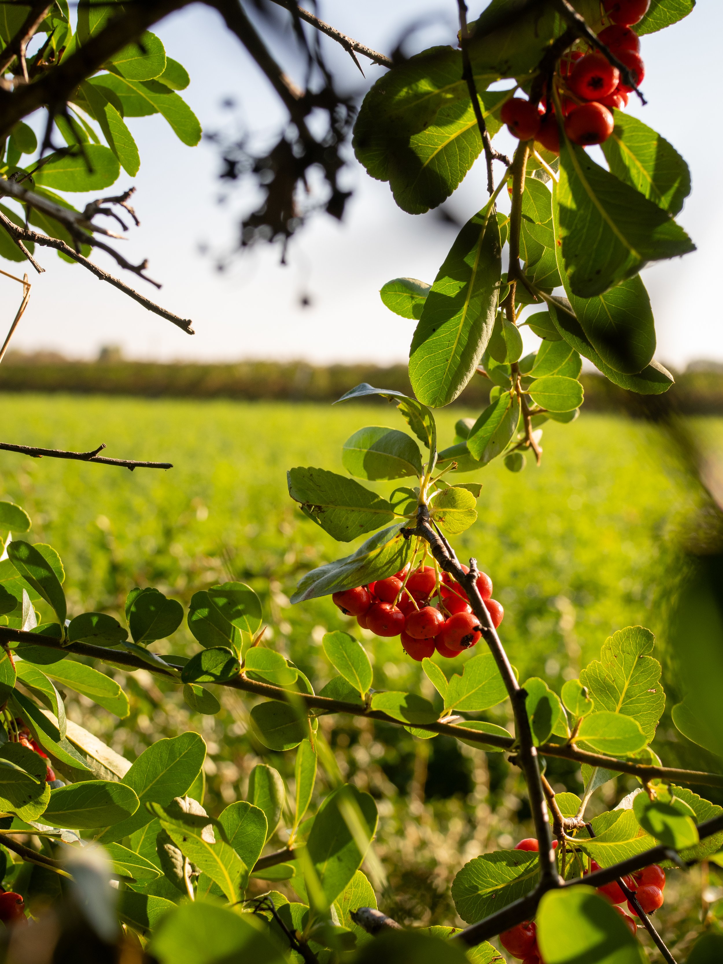 Dettaglio giardino Casa Roberta 