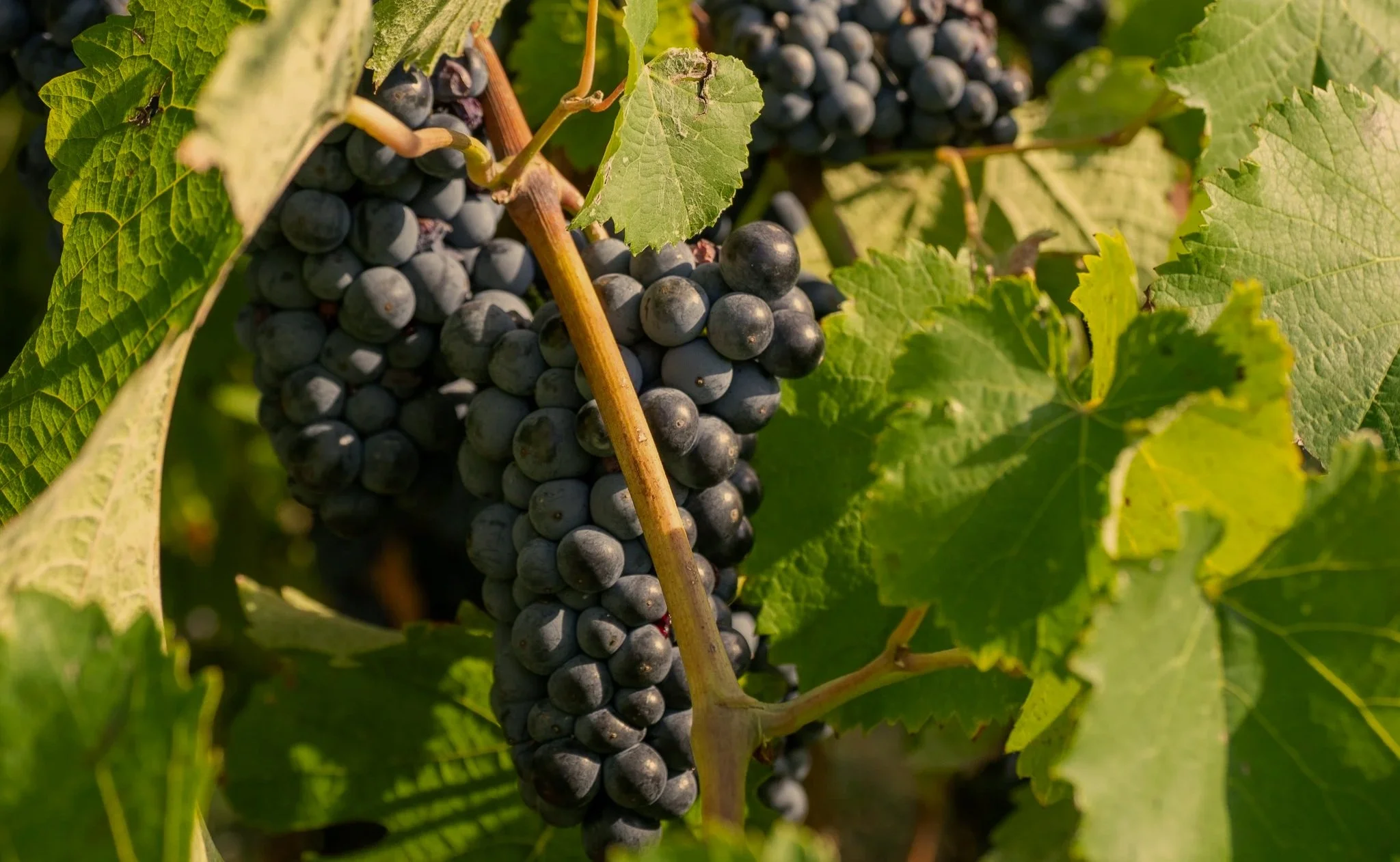 Grappoli di Lambrusco dal vigneto di Casa Roberta