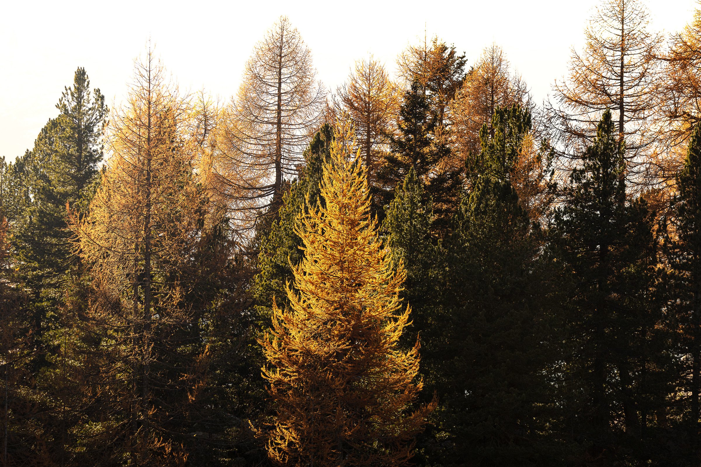 Goldene Lärchen im Herbst bei Sonnenuntergang