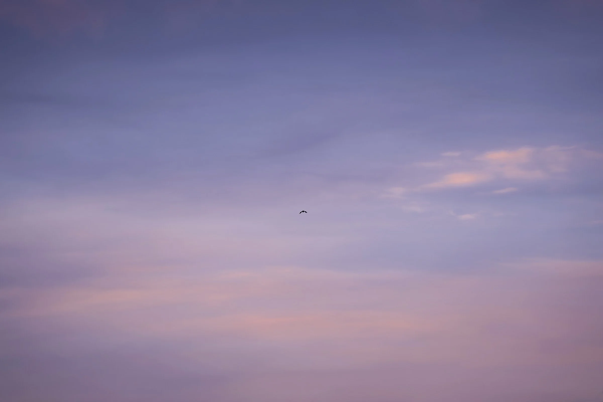 Der Himmel bei Sonnenuntergang mit einer kleinen, schwarzen Silhouette eines fliegenden Vogels in der Mitte.