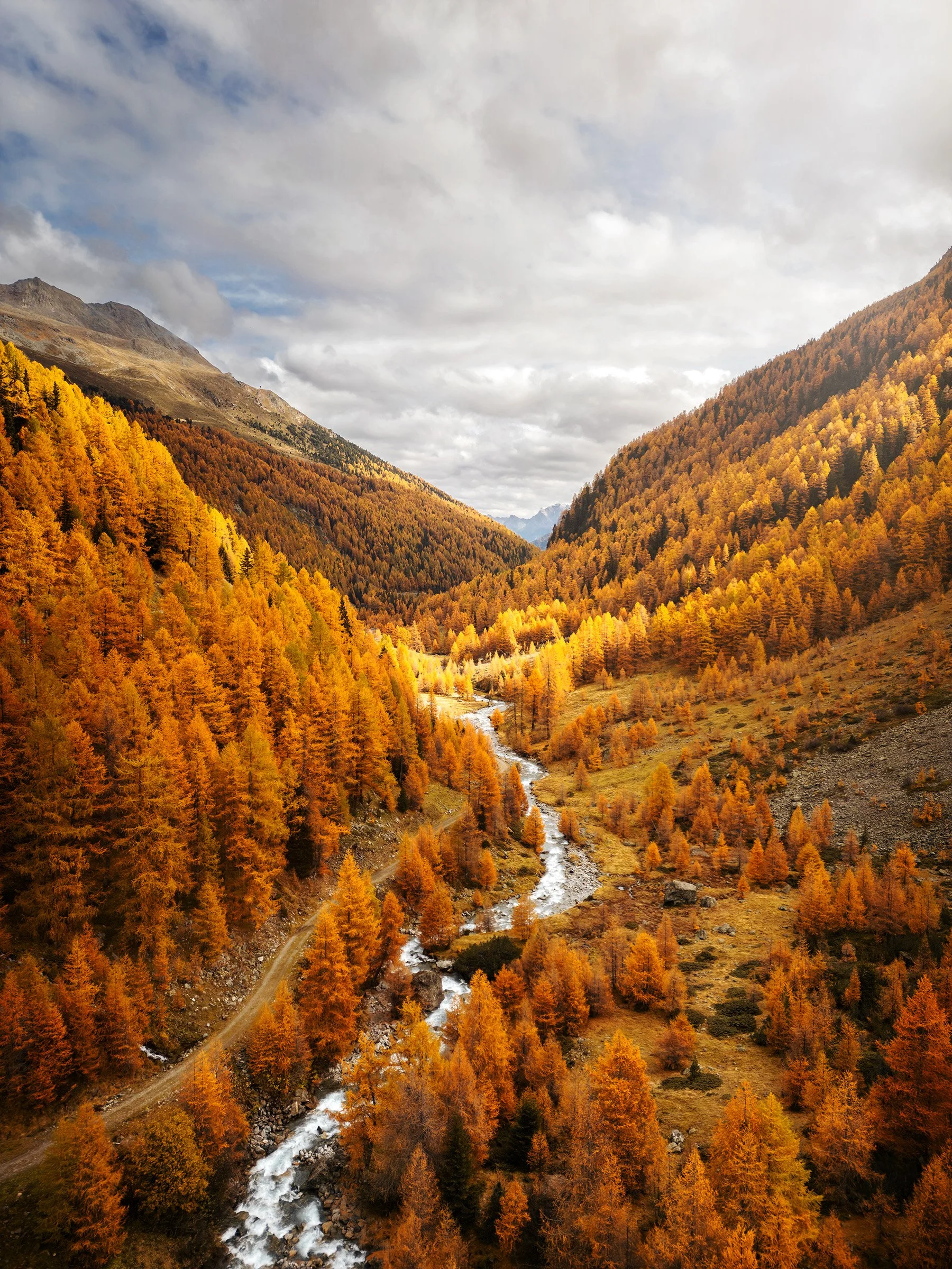 Goldene Lärchen am Flüelapass