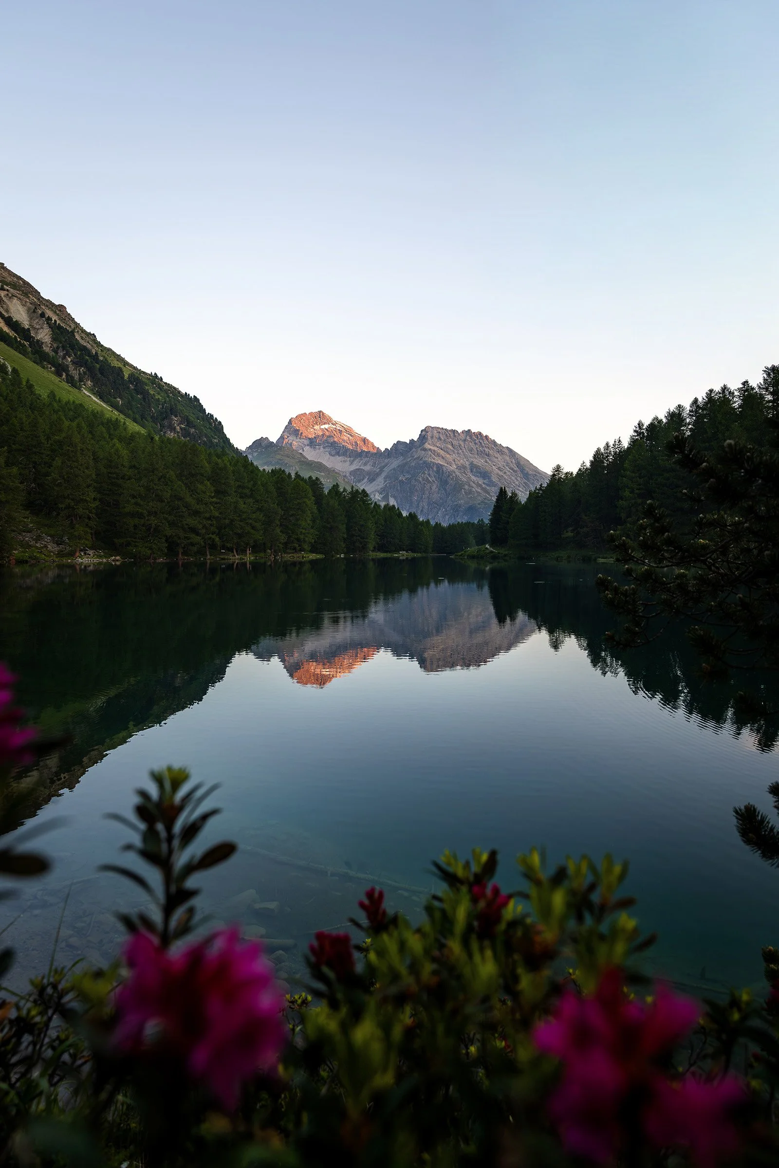 Bergsee mit Tannenbäumen auf beiden Seiten, reflected in ruhigem Wasser, mit Bergen im Sonnenlicht im Hintergrund, unscharfe pinke Blumen im Vordergrund.