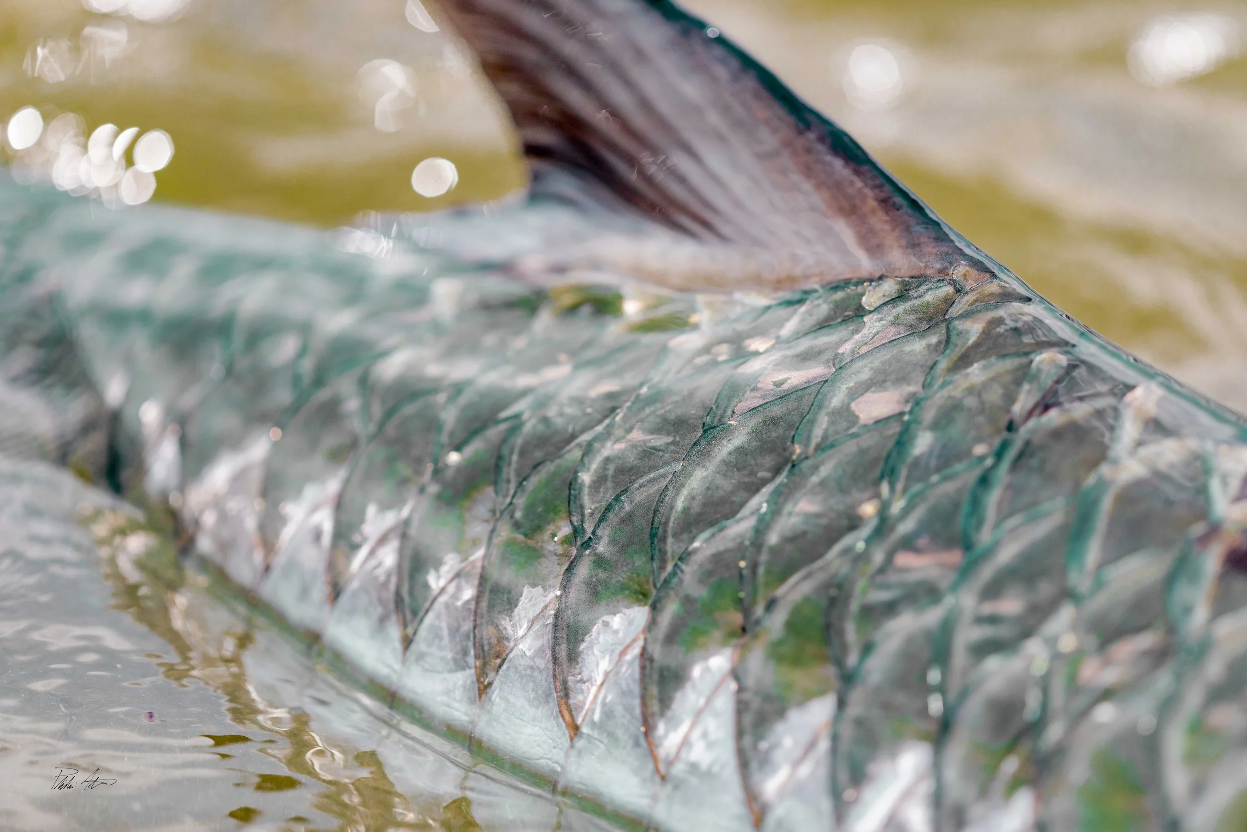 Tarpon Scales