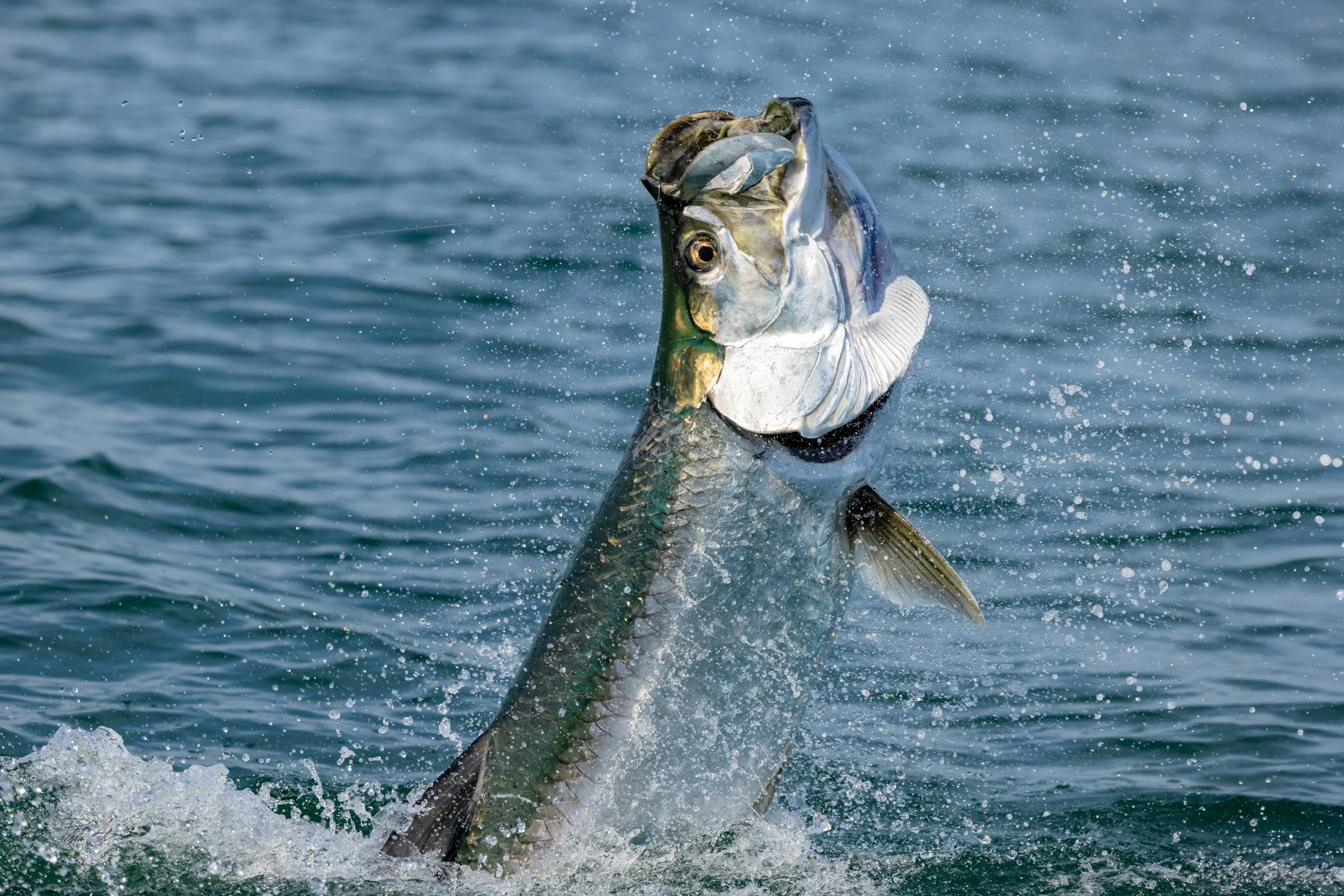 tarpon.jpg