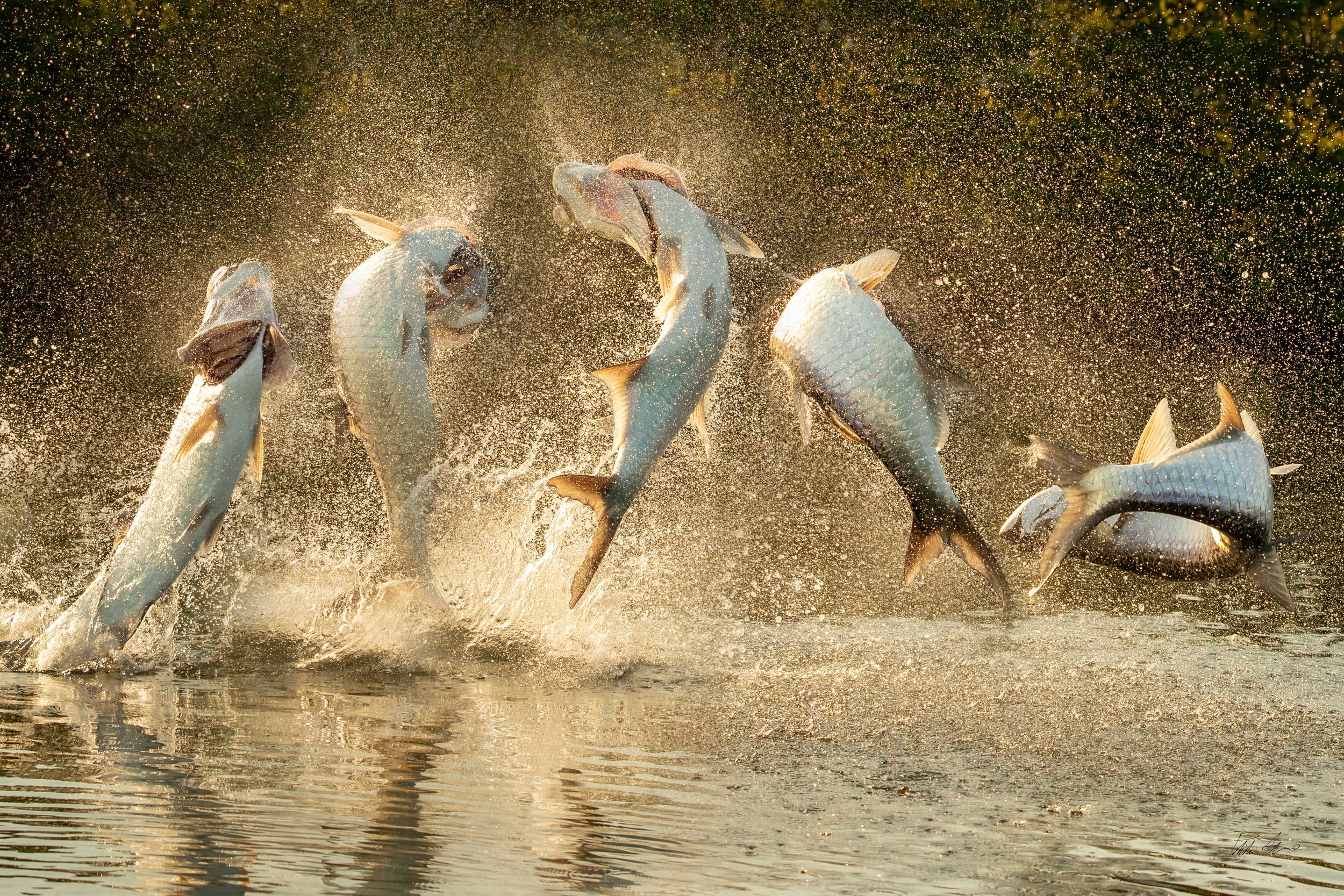 tarpon sequence.jpg