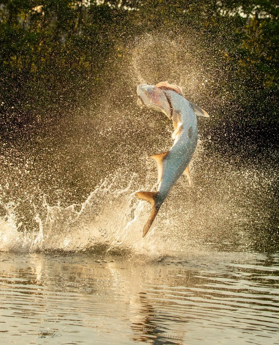 Sunrise Tarpon