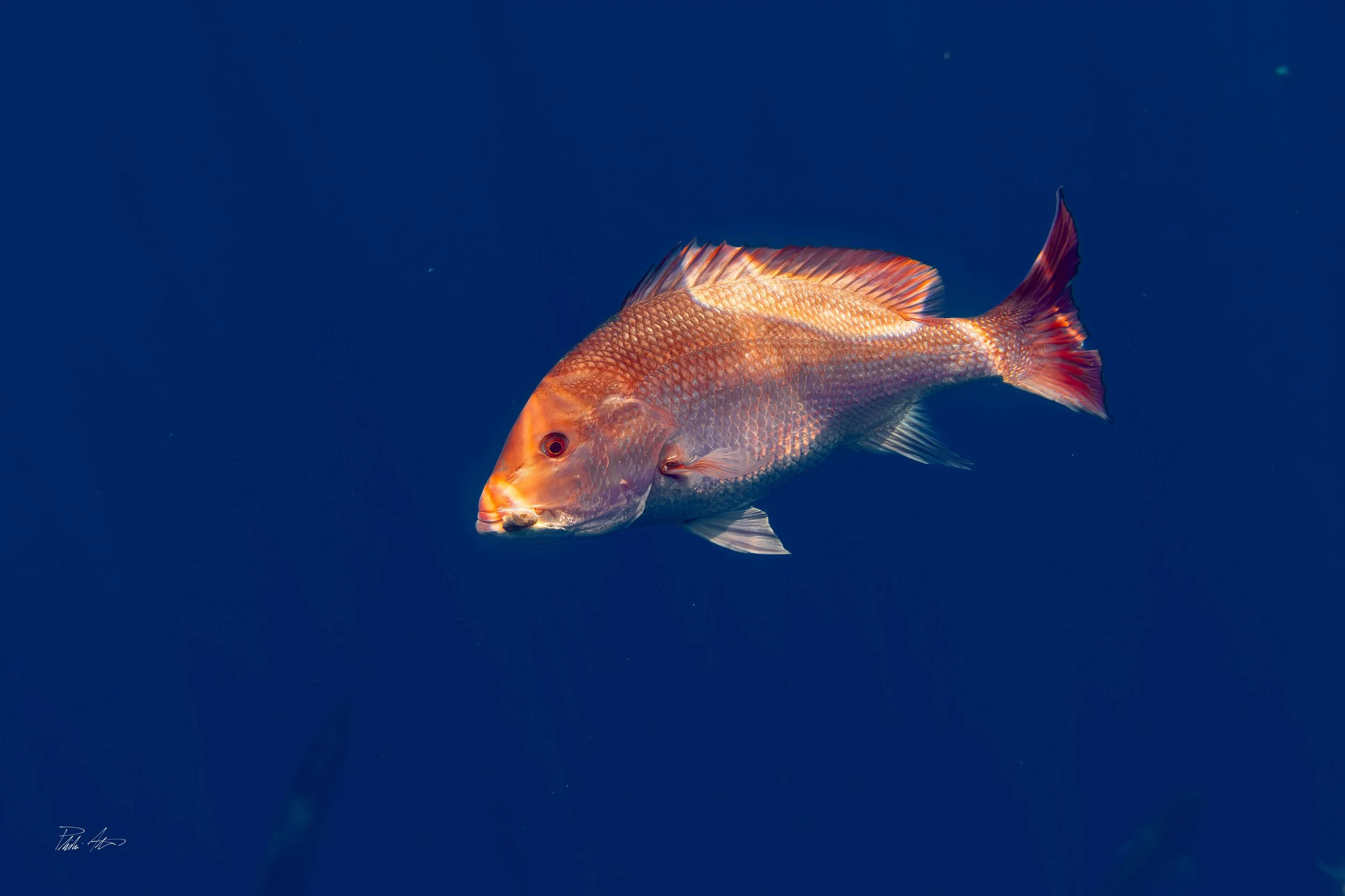 Red Sanpper Deep Blue