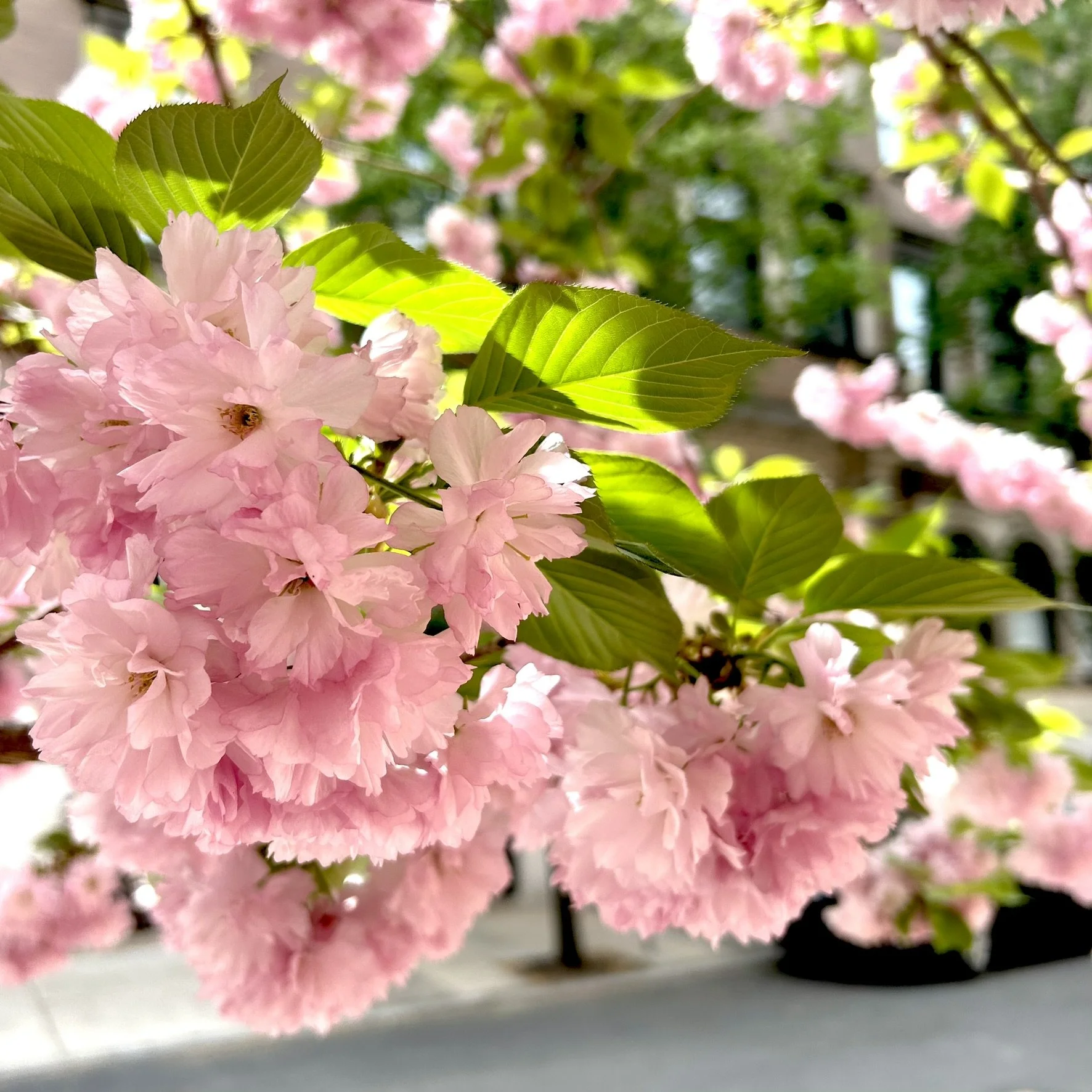 Close-up of pink cherry blossoms with green leaves in sunlight.