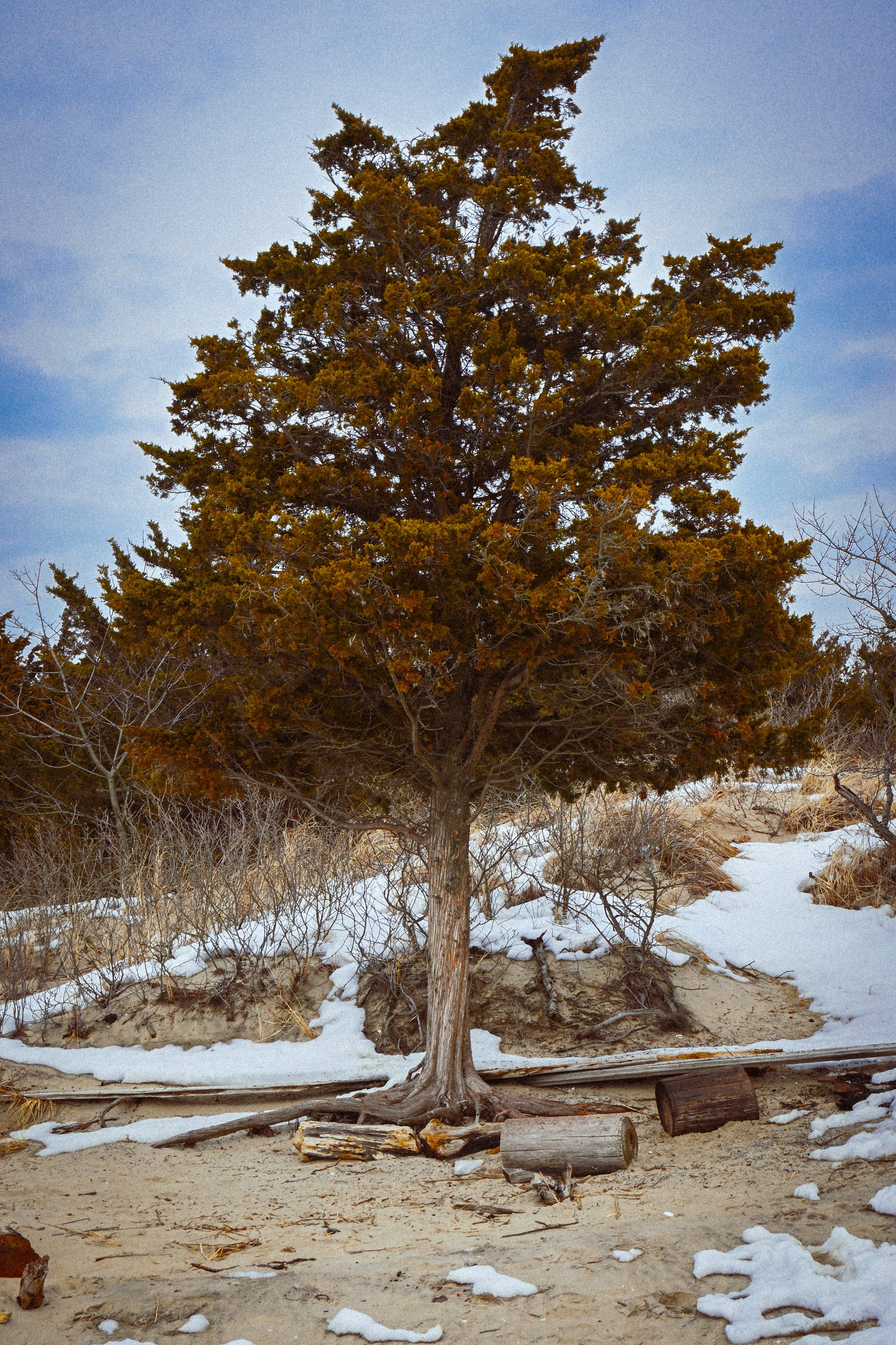 A lone tree on Sandy Hook.jpg