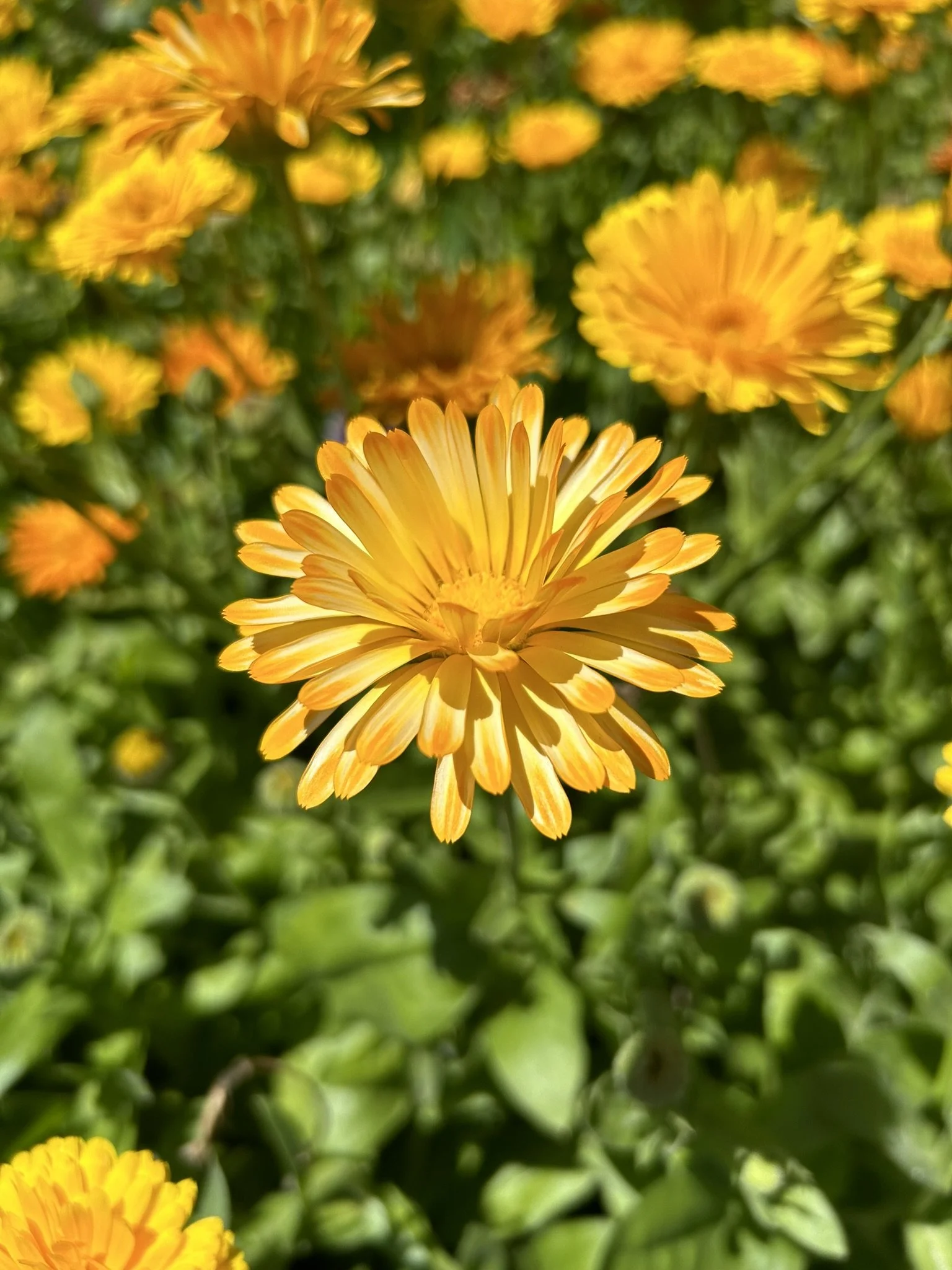 Close-up of a yellow-orange flower in a garden with greenery in the background.