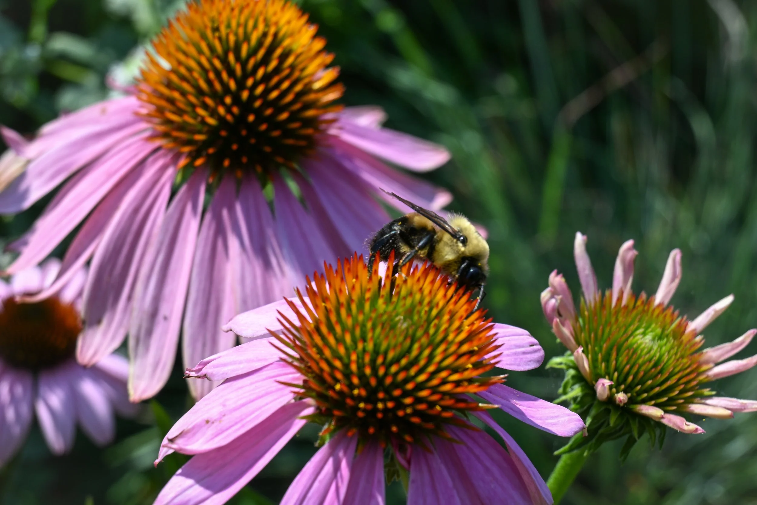Bee on flower-1.jpg