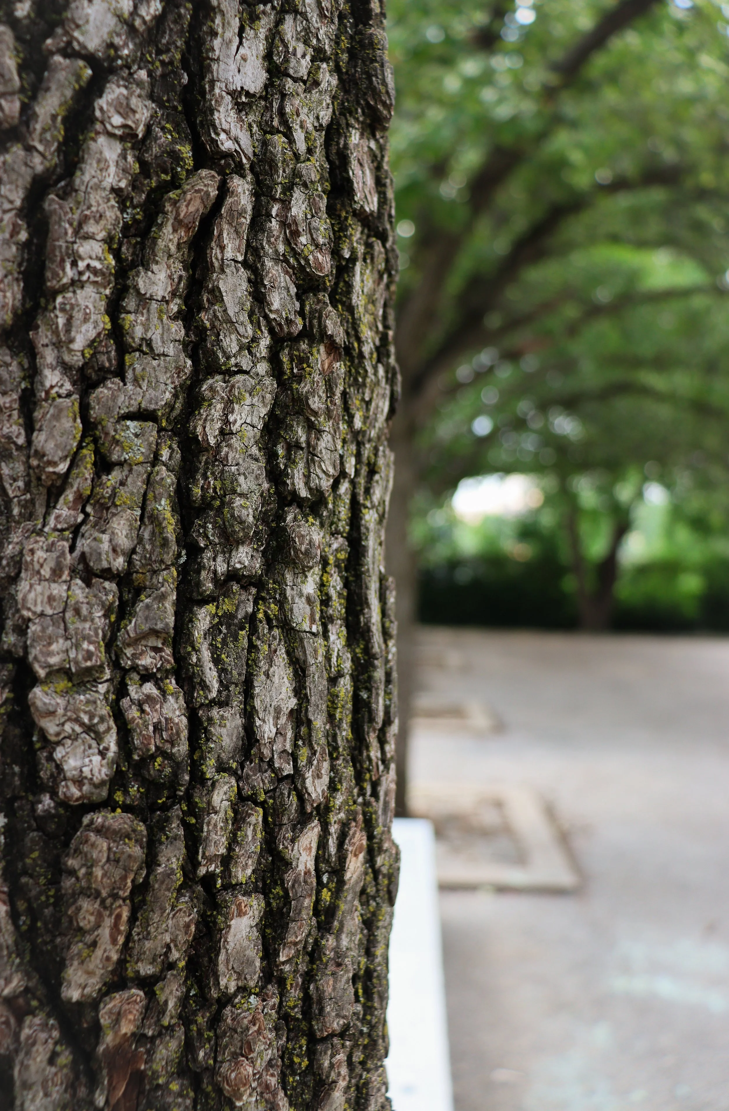 Tree in Schuylkill River Park.jpg