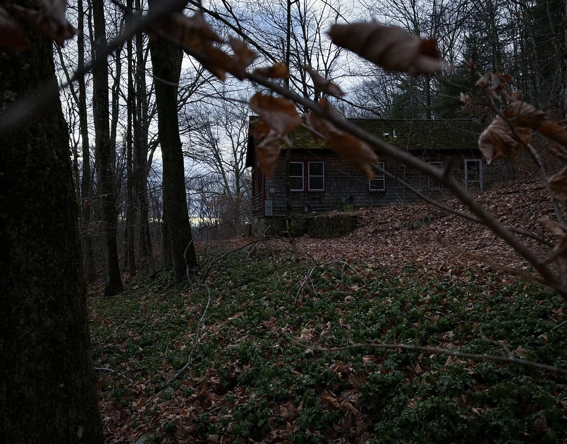 A wooded area with bare trees and some green ground cover, with a dark house partially visible in the background, and a branch with brown leaves in the foreground.