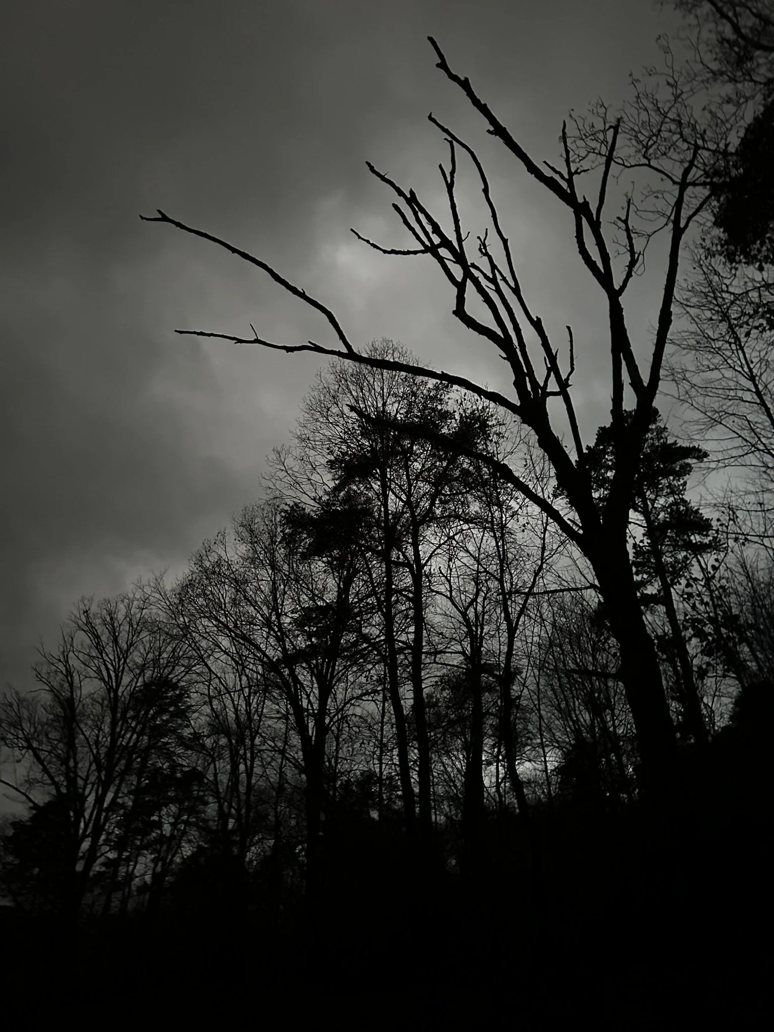 Dark, cloudy sky with leafless trees and a prominent dead tree in the foreground.