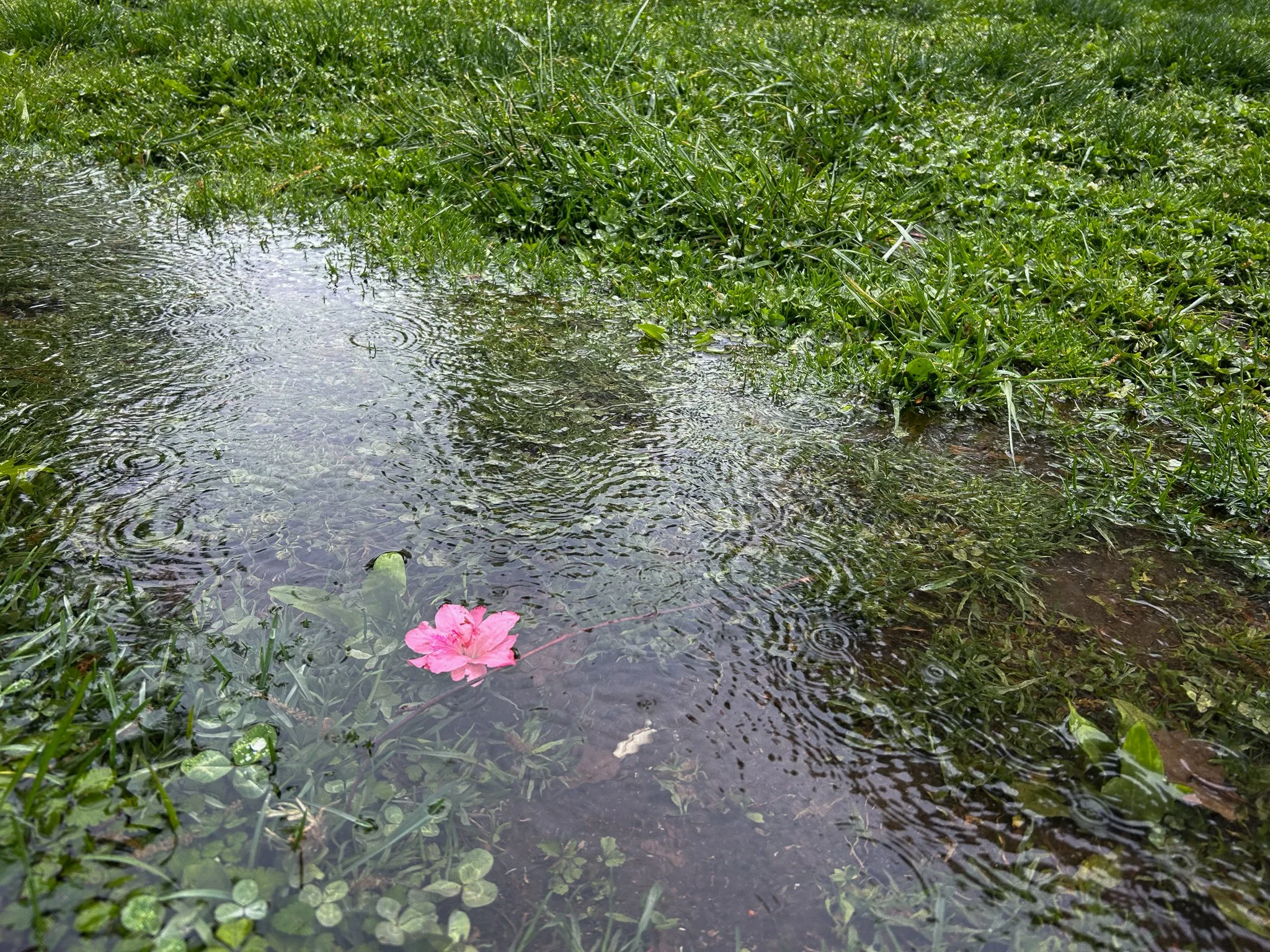 A pink flower floating on a small puddle of water surrounded by green grass.