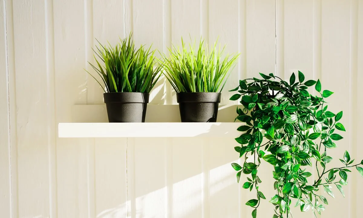 Zwei grüne Pflanzen in schwarzen Töpfen auf einer weißen Ablage vor einer hellen Wand, mit einer weiteren Pflanze an der Seite.