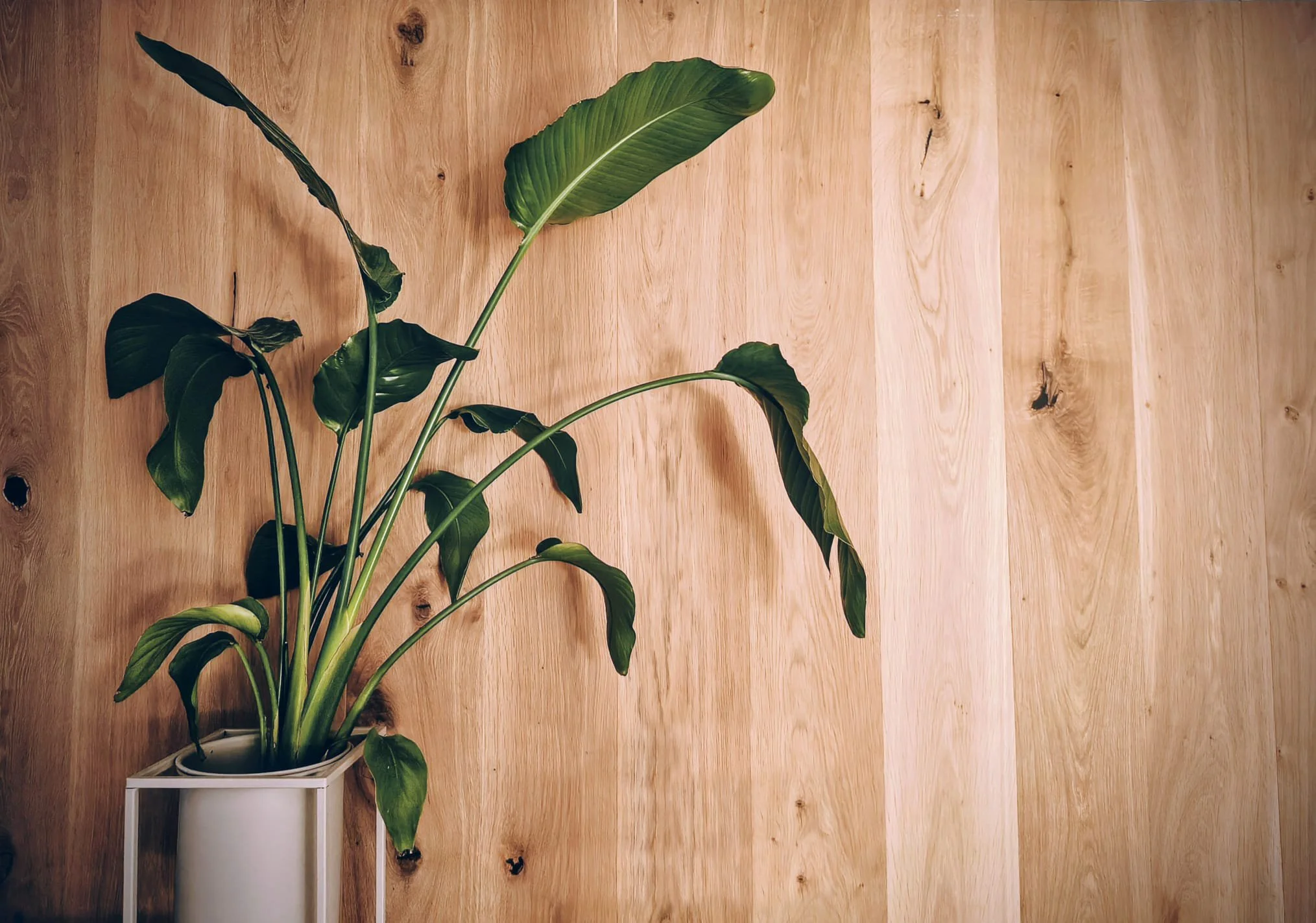 Grüner Zimmerpflanze in weißem Top. Holzpaneel Wand im Hintergrund.