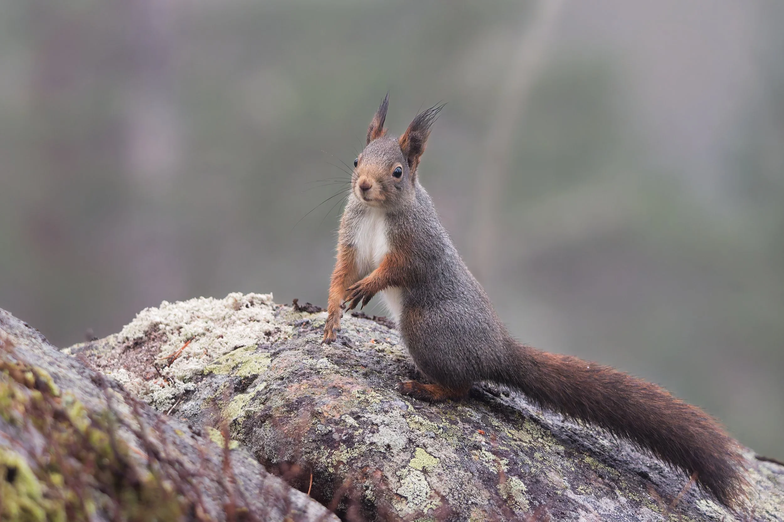 A squirrel standing on a moss-covered rock with a blurred natural background.