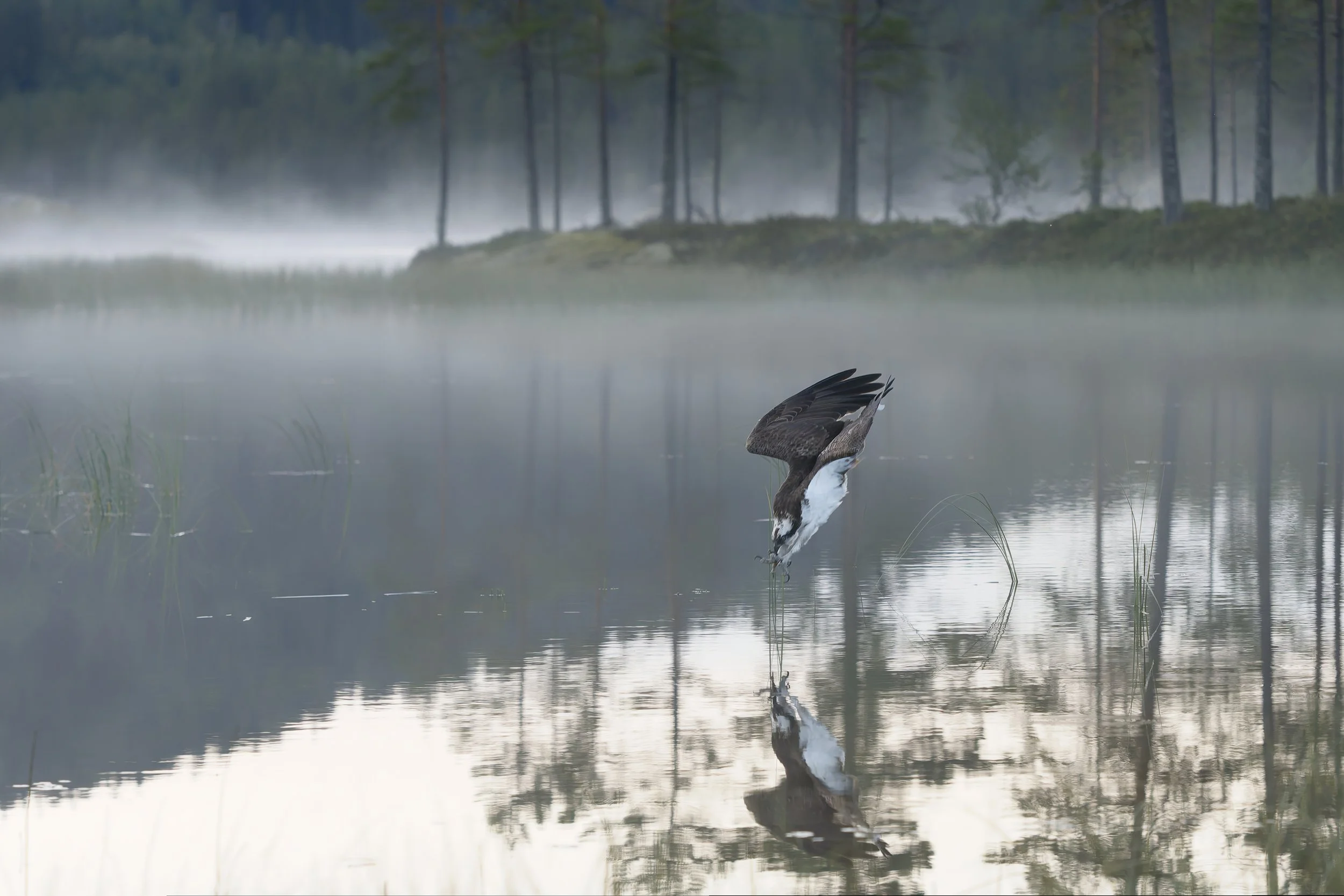 A osprey, is diving into the water of a misty lake with trees in the background, creating a reflection on the calm surface.