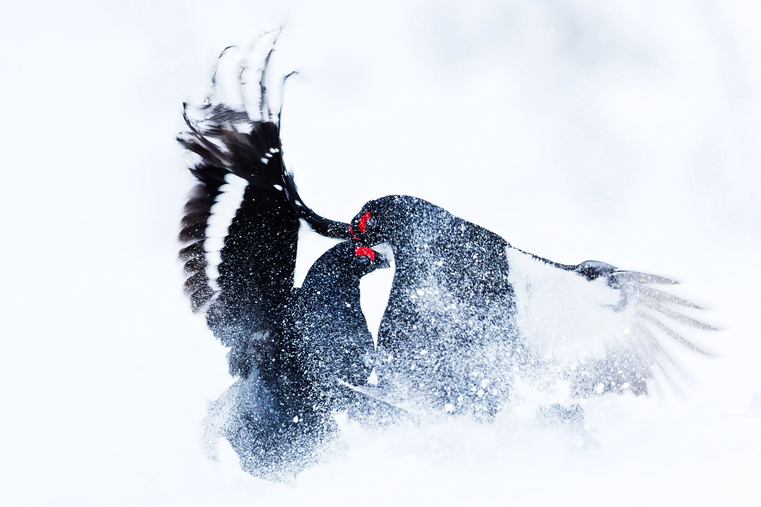 A person falling in the snow, wearing a dark jacket and gloves, with snow flying around.
