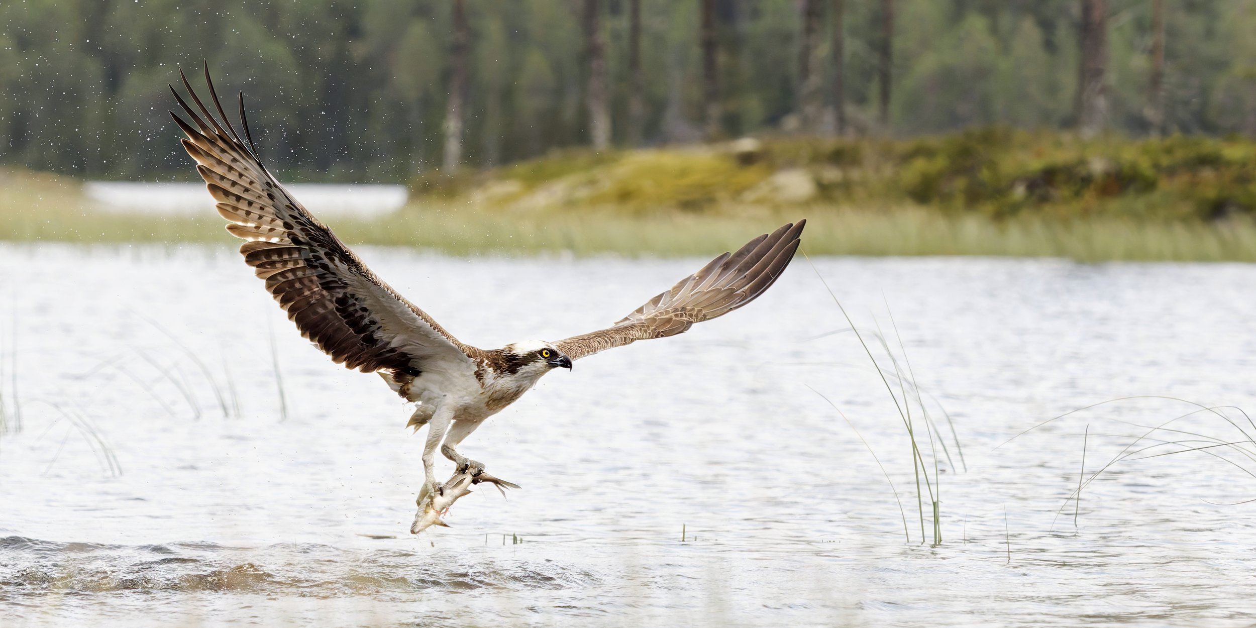 An osprey catching a fish from a lake with its talons, with a forested background.