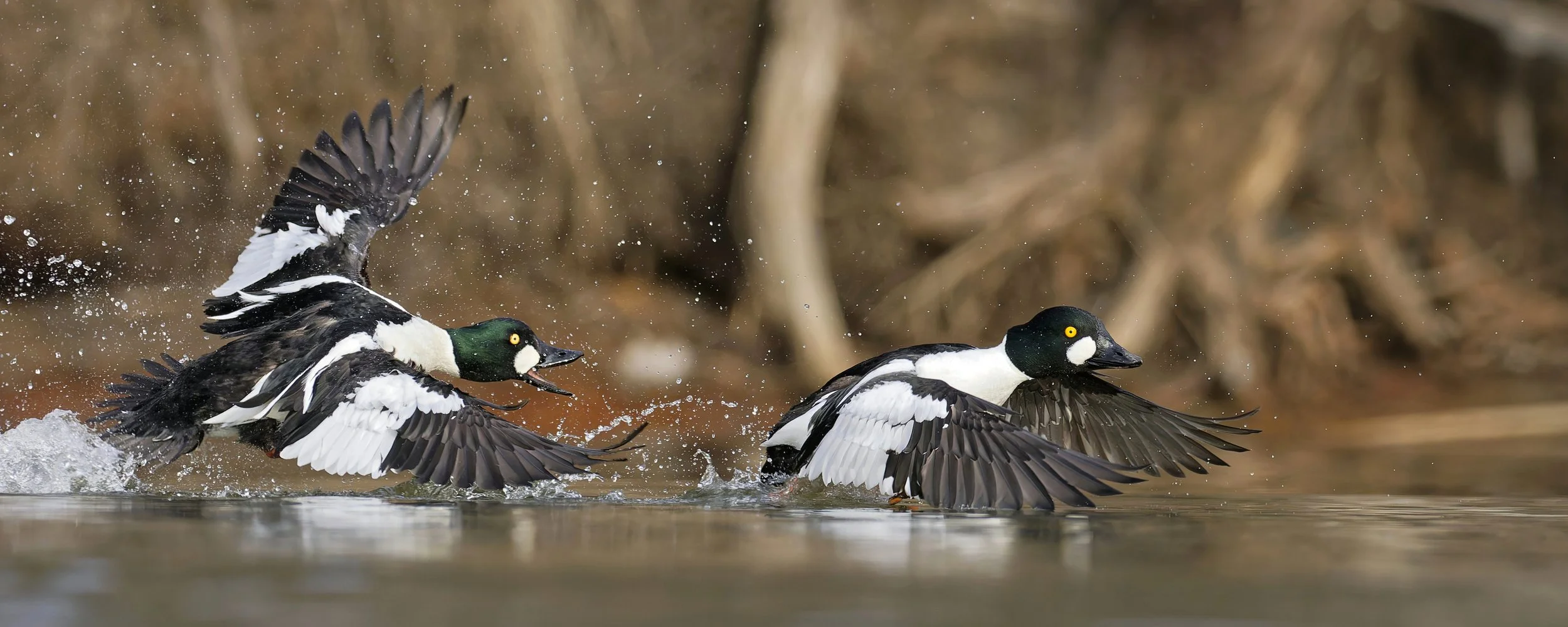 Two male common goldeneye ducks with distinctive black and white plumage and green heads, in a water setting with brownish background, splash water as they swim.