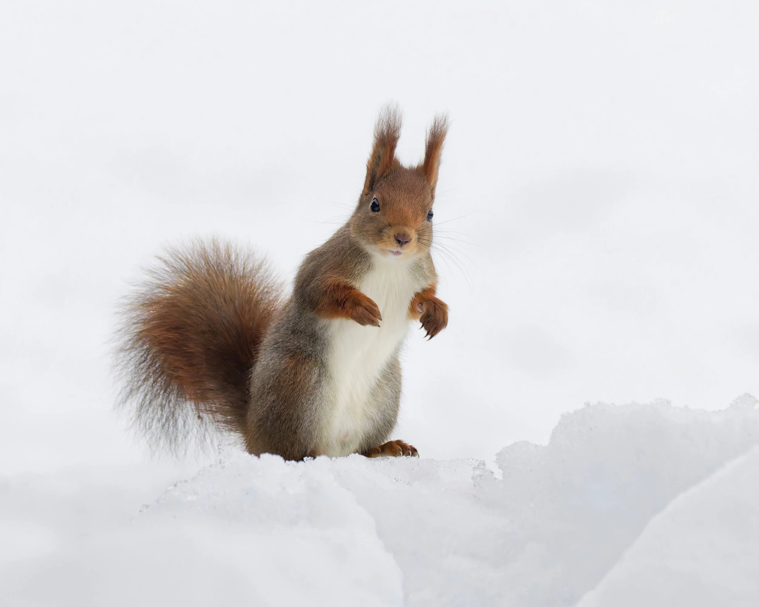 A squirrel standing on snow with a surprised expression.