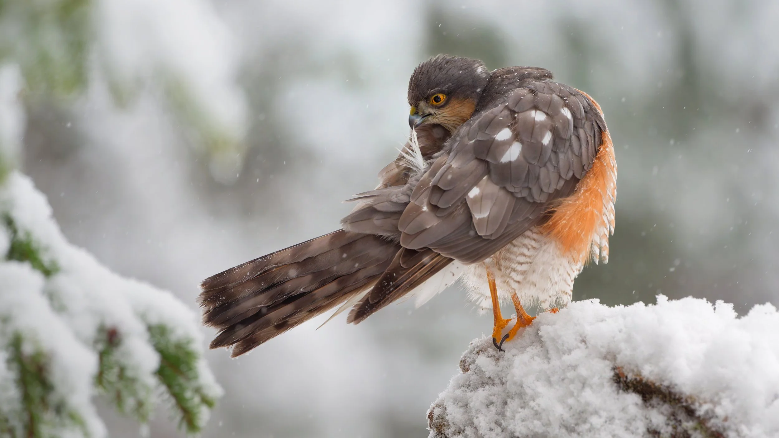 A bird of prey, likely a hawk or falcon, stands on snow with a white feather in its beak, against a background of snow and blurred trees.