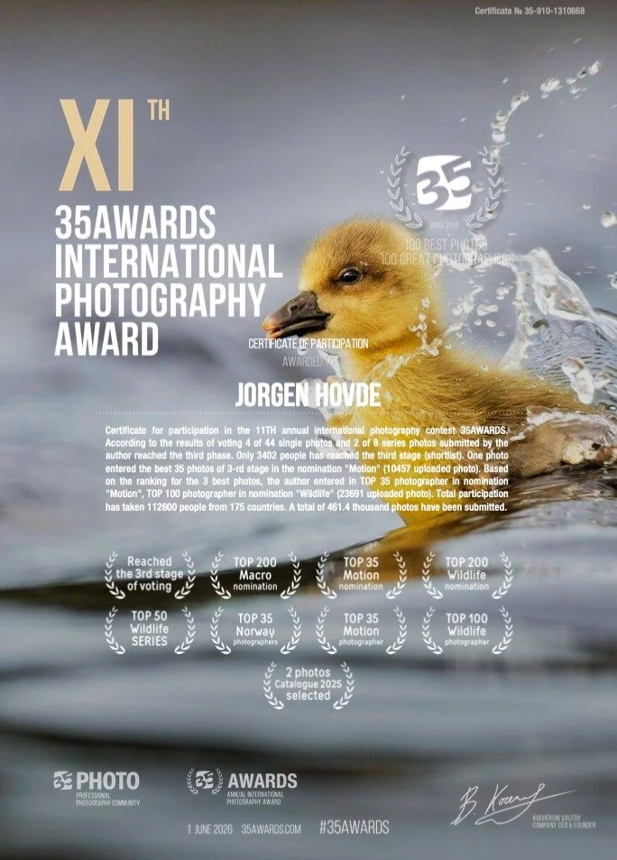A duckling swimming in water with an award certificate overlay for the 11th annual International Photography Award, presented to Jorgen Hovde, with text detailing voting results and recognitions in various categories.