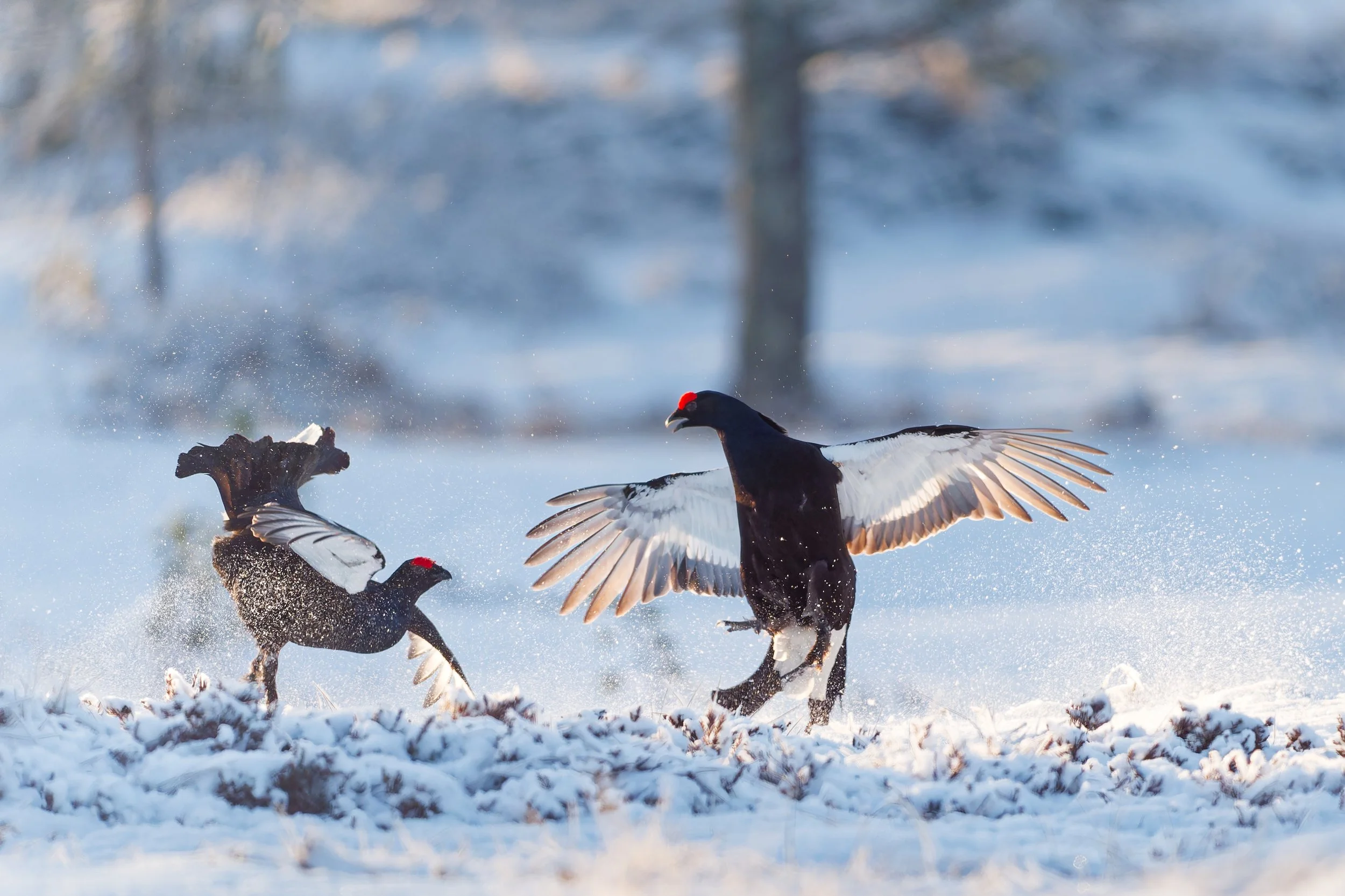 Two black grouse with red eyebrows in a snowy landscape, one with wings spread and the other with wings raised.