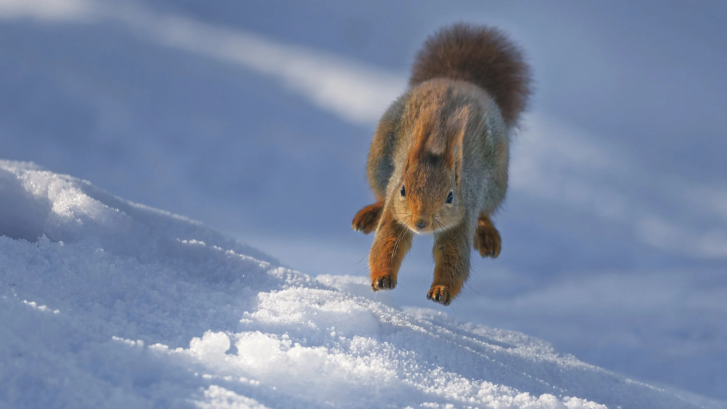A squirrel jumping or leaping in a snowy landscape with fading snow in the background.