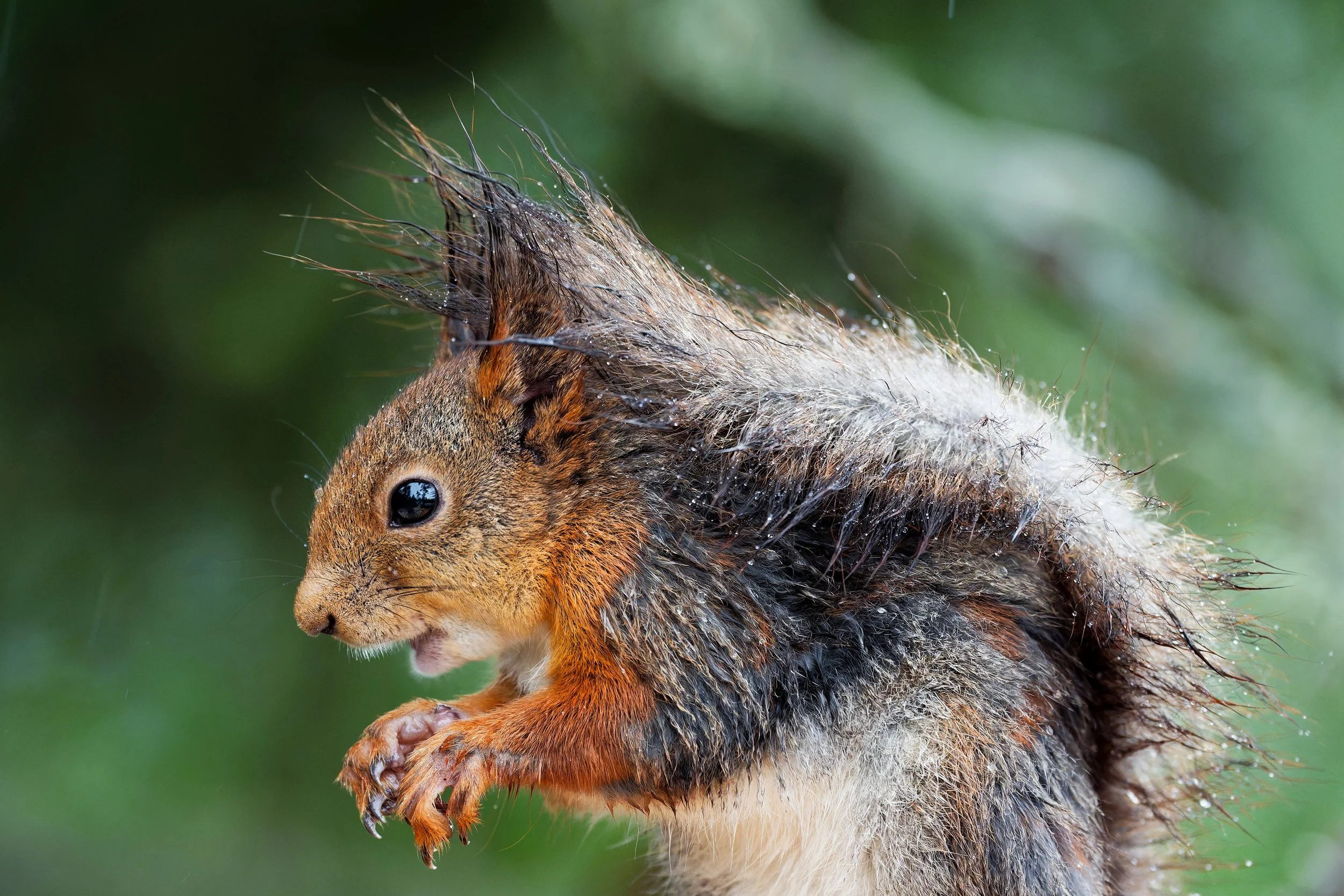 Close-up of a squirrel with wet fur, standing on its hind legs with paws held close to its chest, set against a green blurred background.