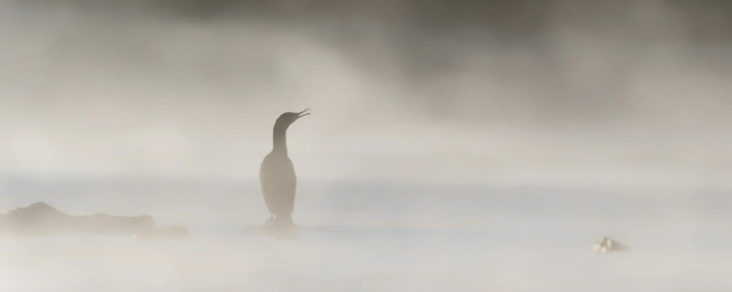 A cormorant standing in a foggy or misty landscape with rocks around, partly obscured by fog.
