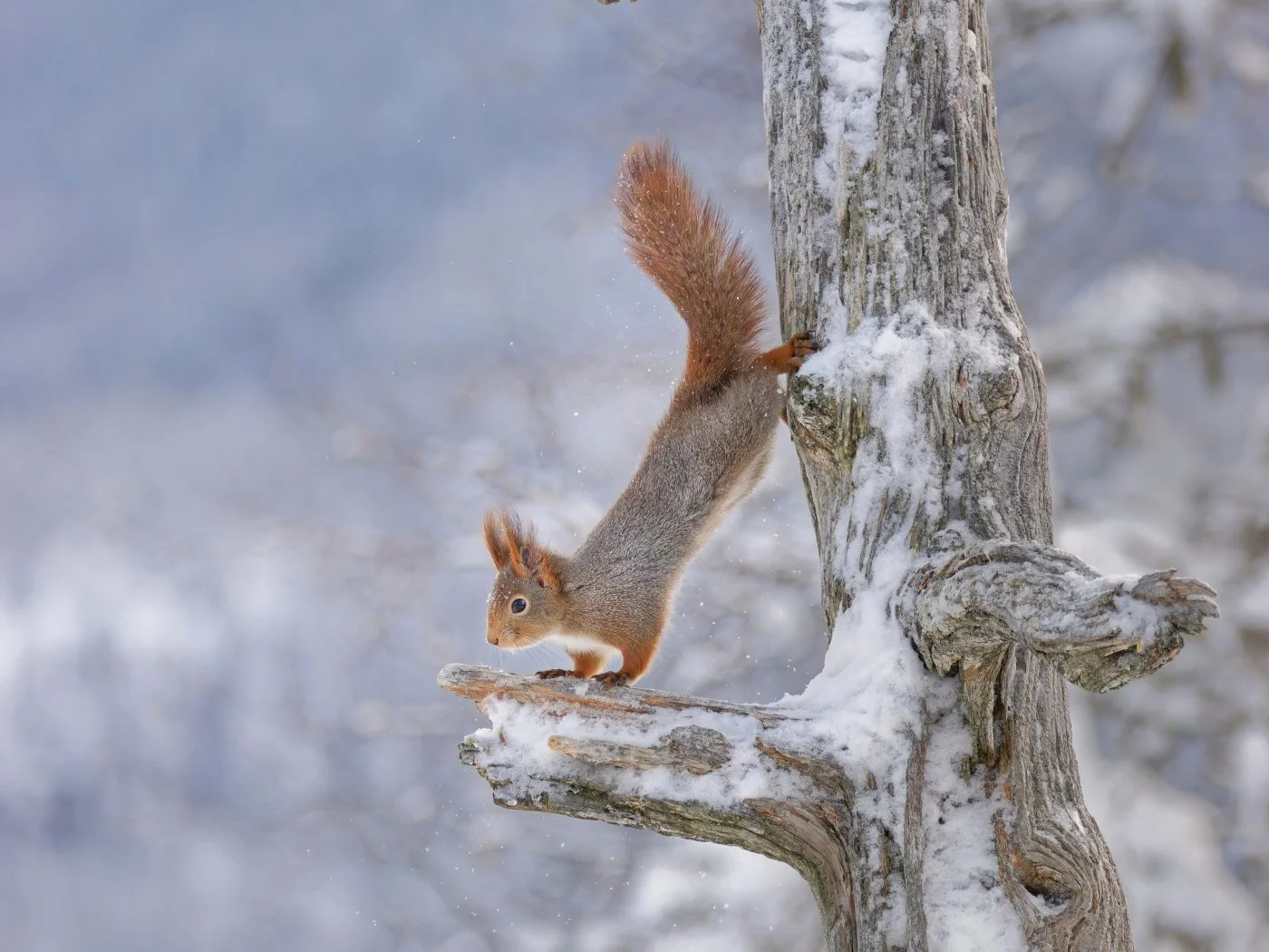 A squirrel climbing a snow-covered tree branch in winter.