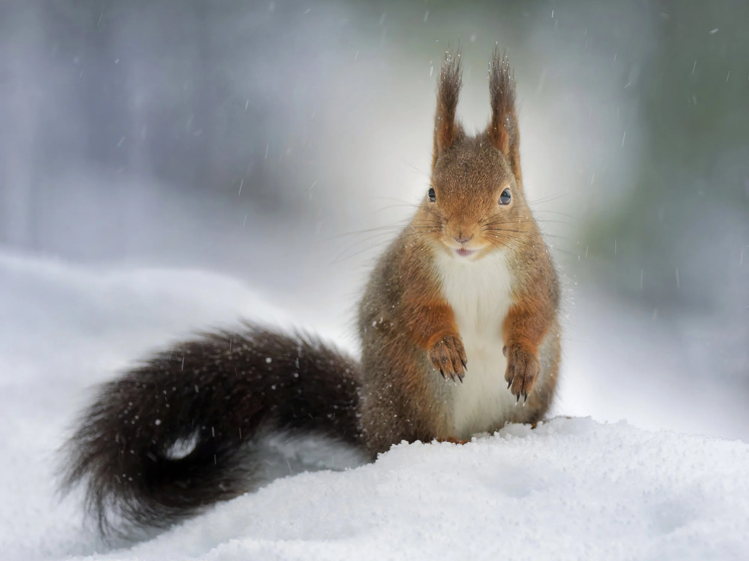 A squirrel standing on snow, looking at the camera with a tail curled on the snow.