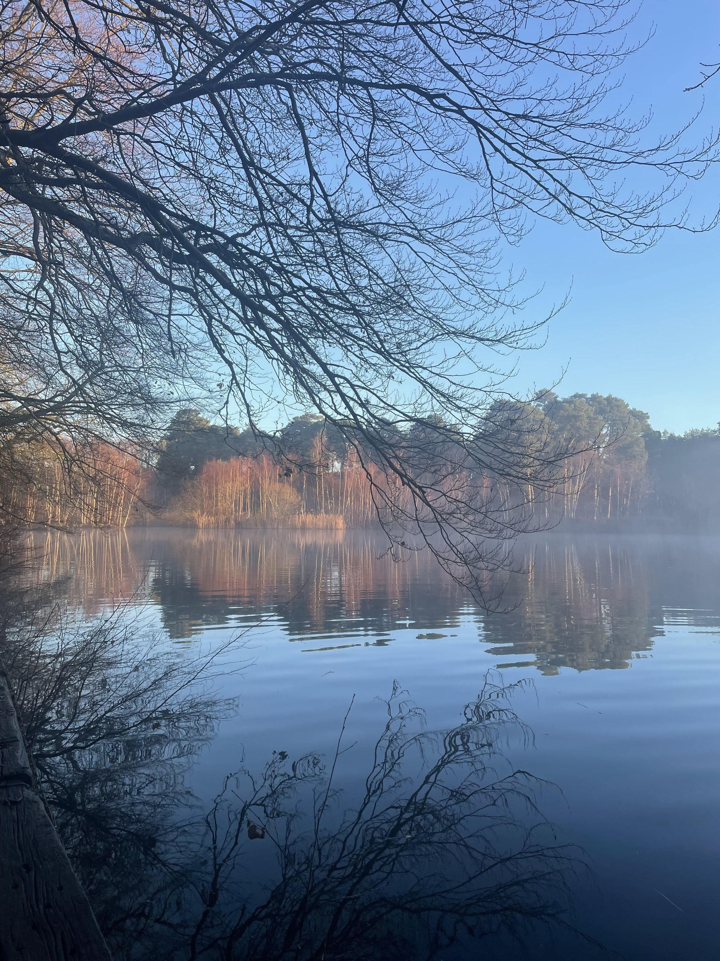 A peaceful lake scene in the early morning with still water, bare branches hanging over the lake, and trees reflected in the water. Mist rises over the lake, and the sky is clear blue.
