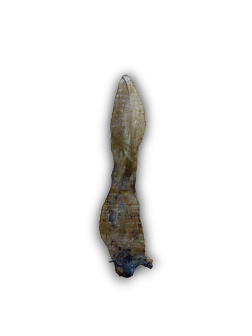 Anco Naturals Rabbit Ears