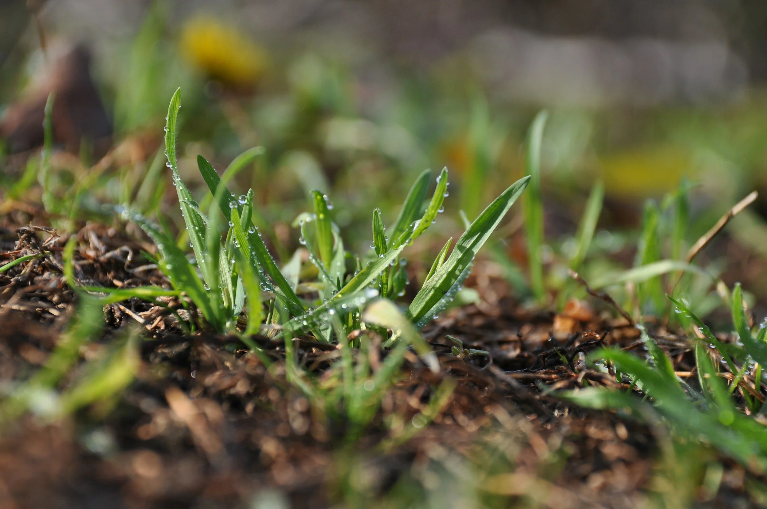 Topsoil & Grass Seed 1

