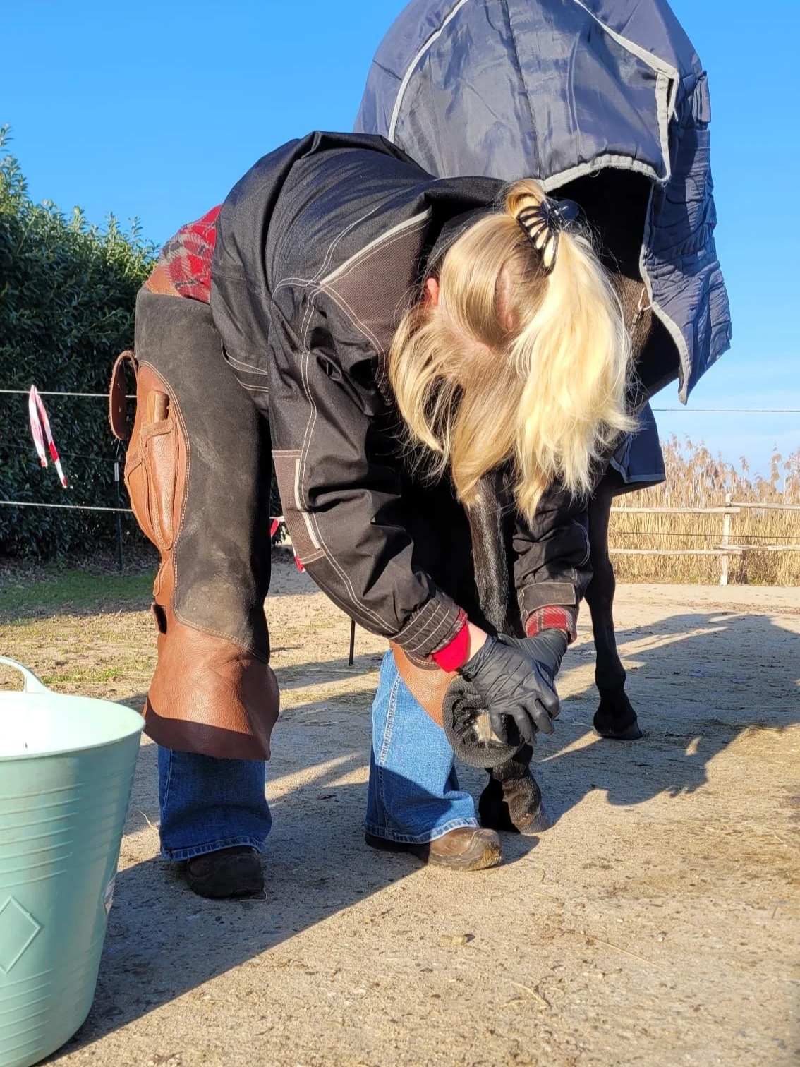 Een vrouw zet een kleine jonge koe op de juiste plek. Ze draagt handschoenen en een schort, en de koe staat op een zandachtig oppervlak met een hek en struiken op de achtergrond.