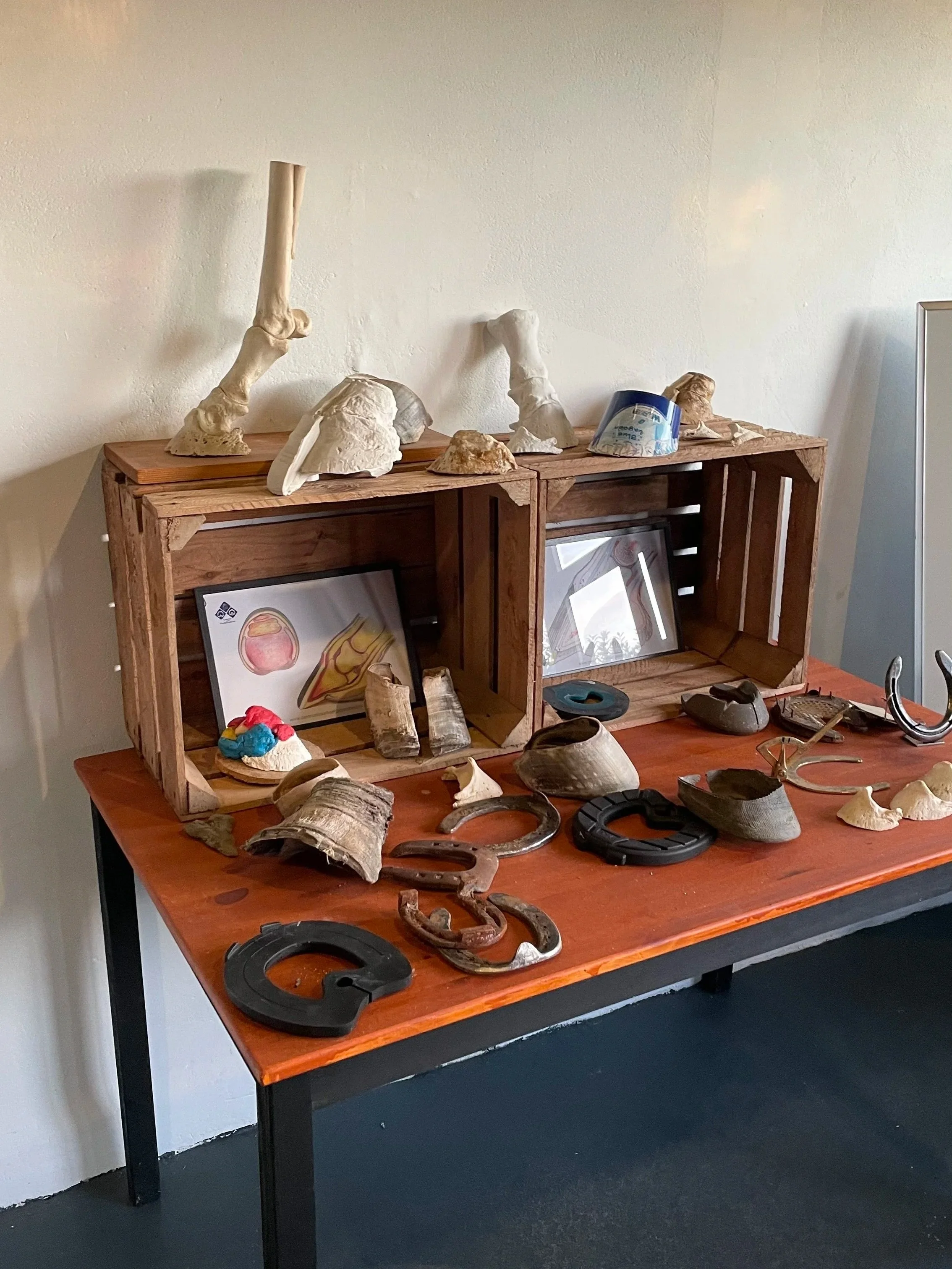 Een houten tafel met verschillende fossielen en hoefijzers, en een houten rek op de muur met fossielen en schematische illustraties.