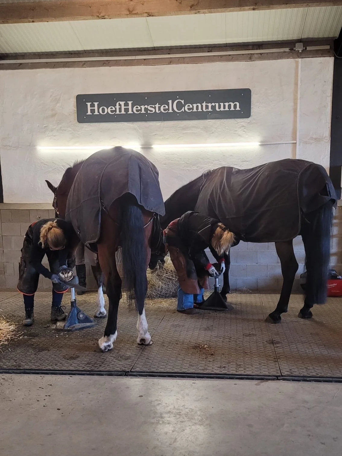 Twee paarden worden door mensen verzorgd in een stal met een bord dat 'HoefHerstelCentrum' zegt