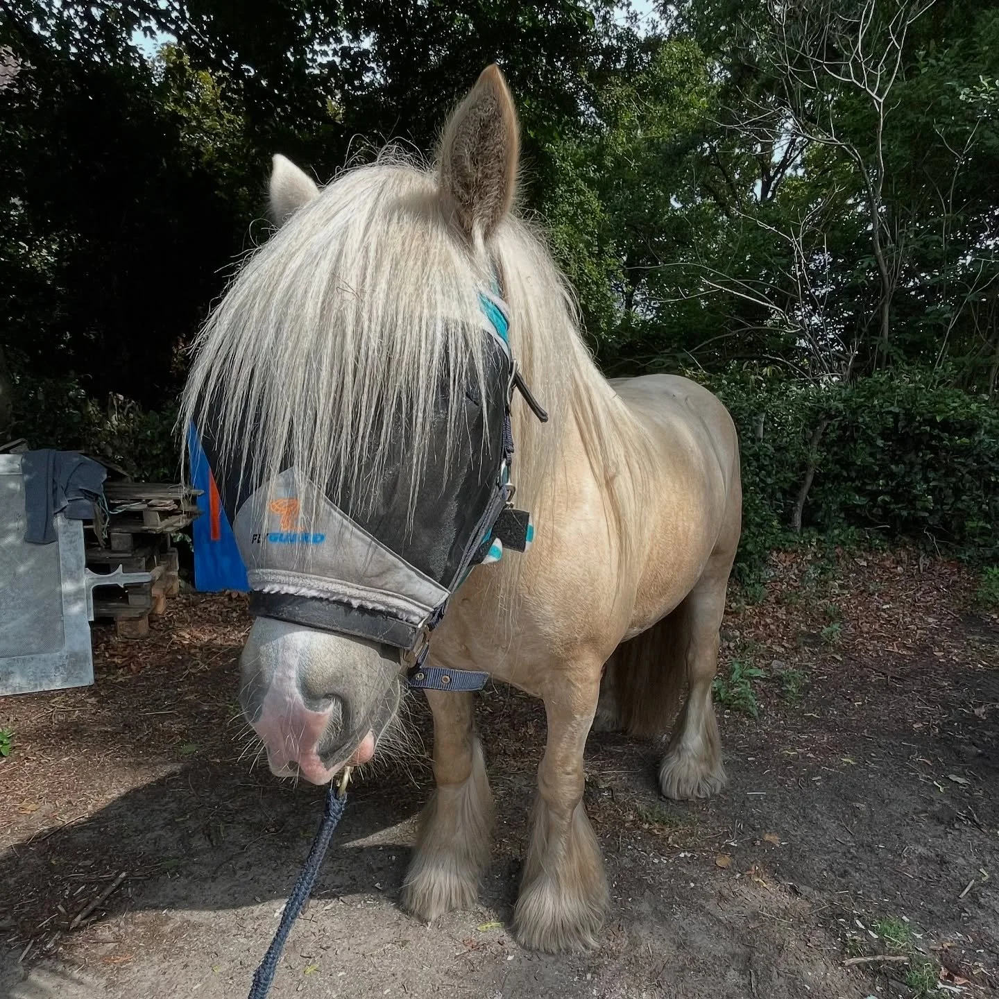 I worked on Moos&rsquo; hooves for the first time. His patience wore thin but his love for treats was convincing enough xD.