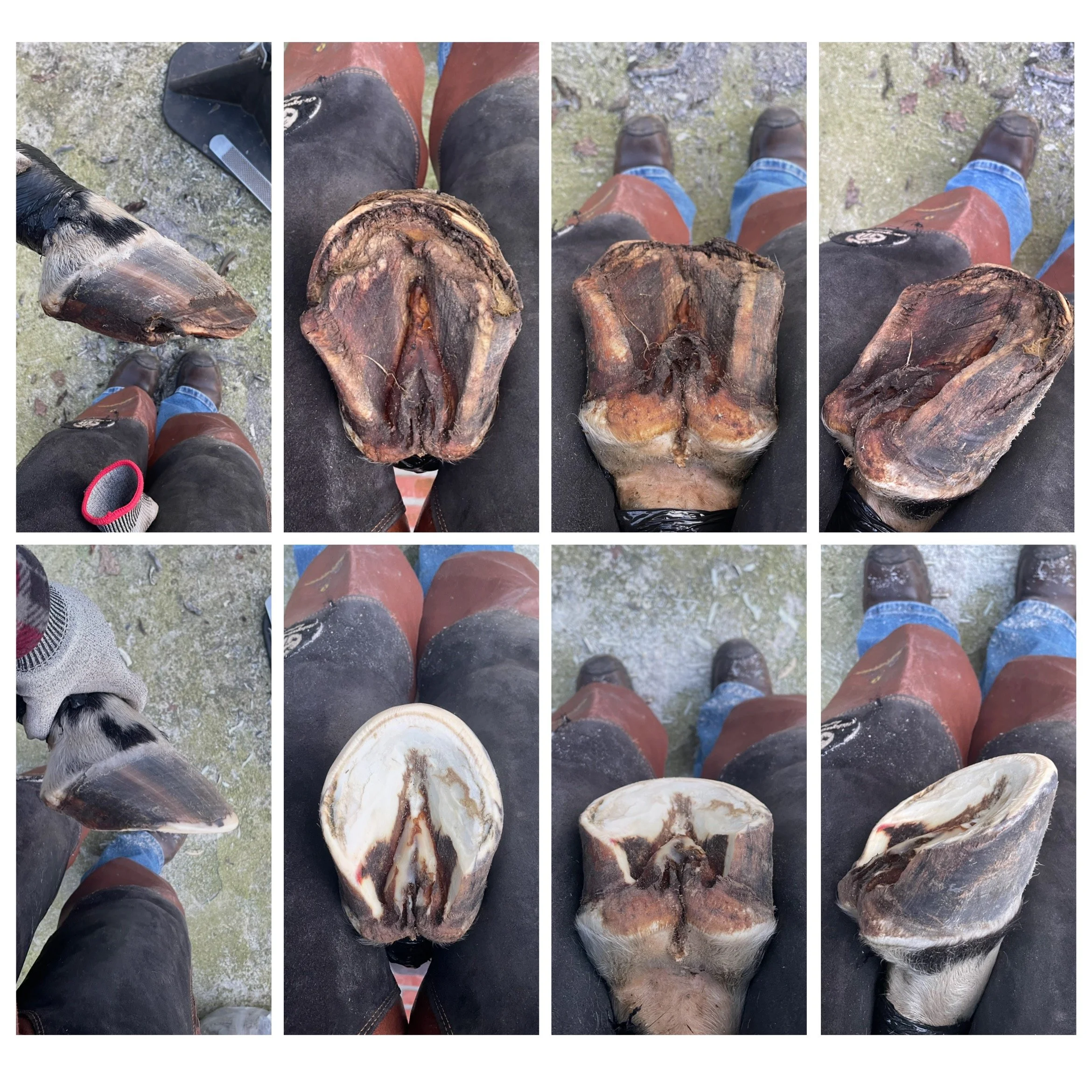 Foto's van paardenhoeven en de hoeven van mensen, genomen vanuit een vogelperspectief, op een modderige bodem.