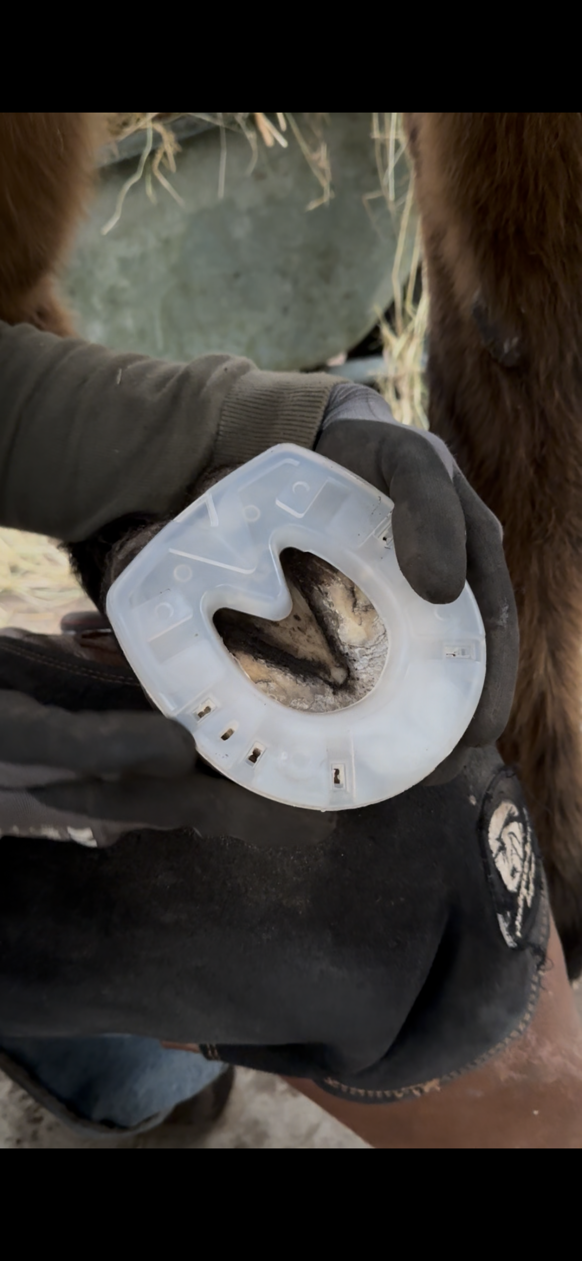 Persoon die een paardentand artseninstrument vasthoudt, dicht bij een paard.