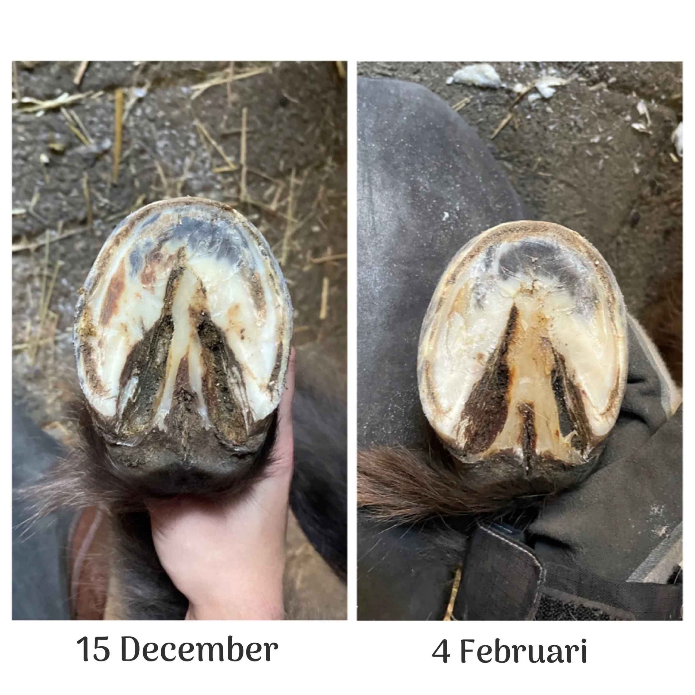 Vergelijking van een paardenslaghoef op 15 december en 4 februari, waarbij de hoef begint te herstellen.