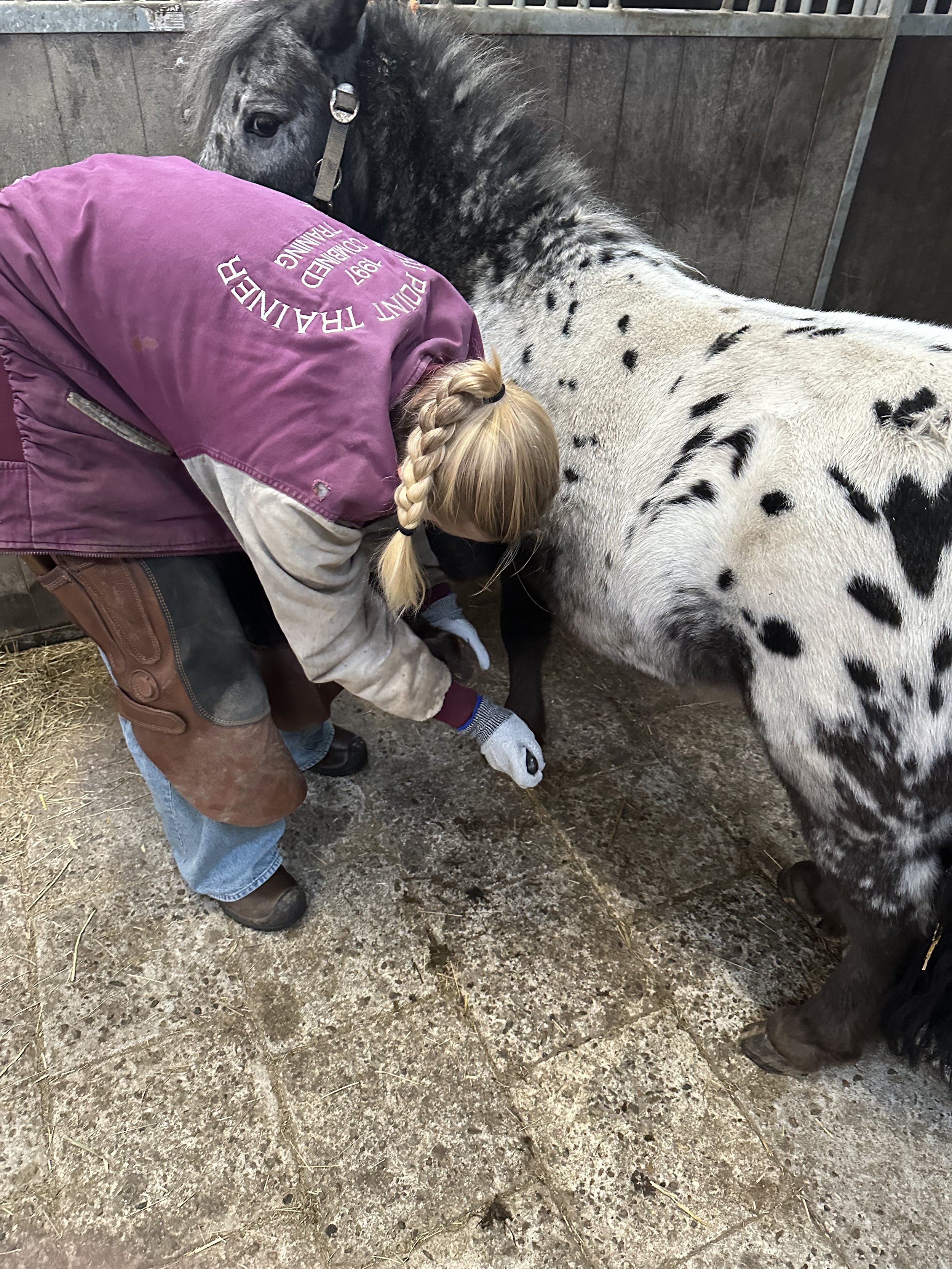 Een persoon met een blonde vlecht helpt een zwart-witte paard met zwart stippen, in een stal met betonnen muren.