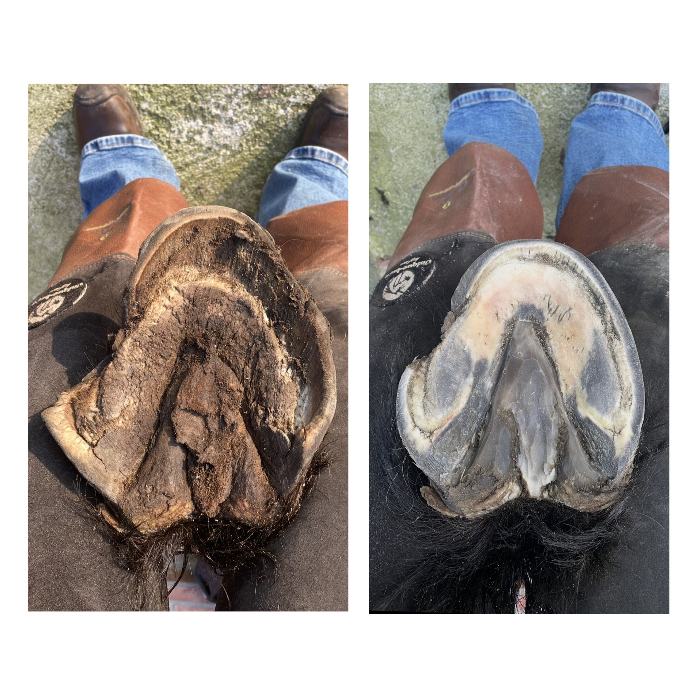 Verschillende paardenhoeven, één versleten en één schoon, zichtbaar vanaf de onderkant, met een persoon die in laarzen staat.