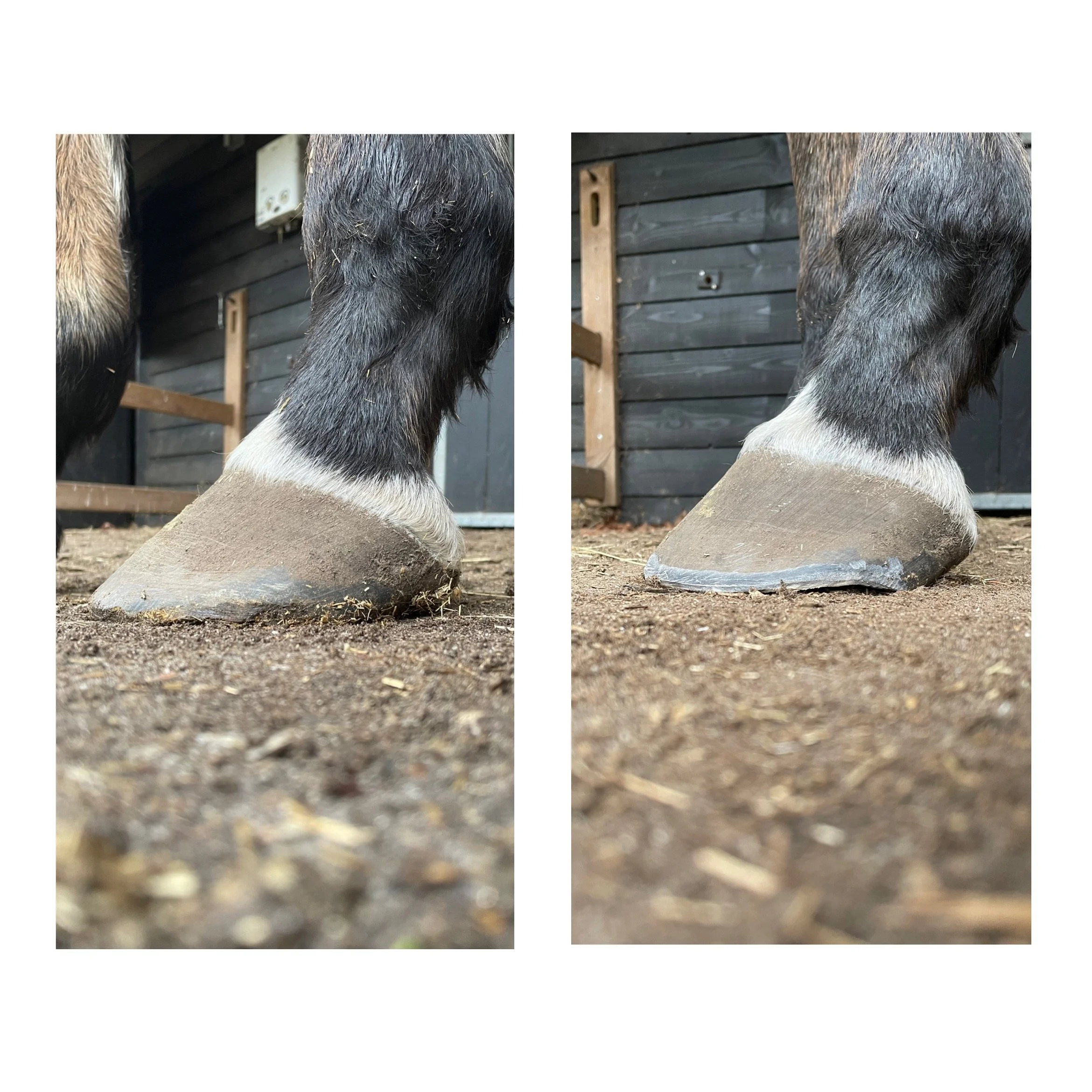Close-up van een paardenhoef die op de grond staat, met een houten schuur op de achtergrond.