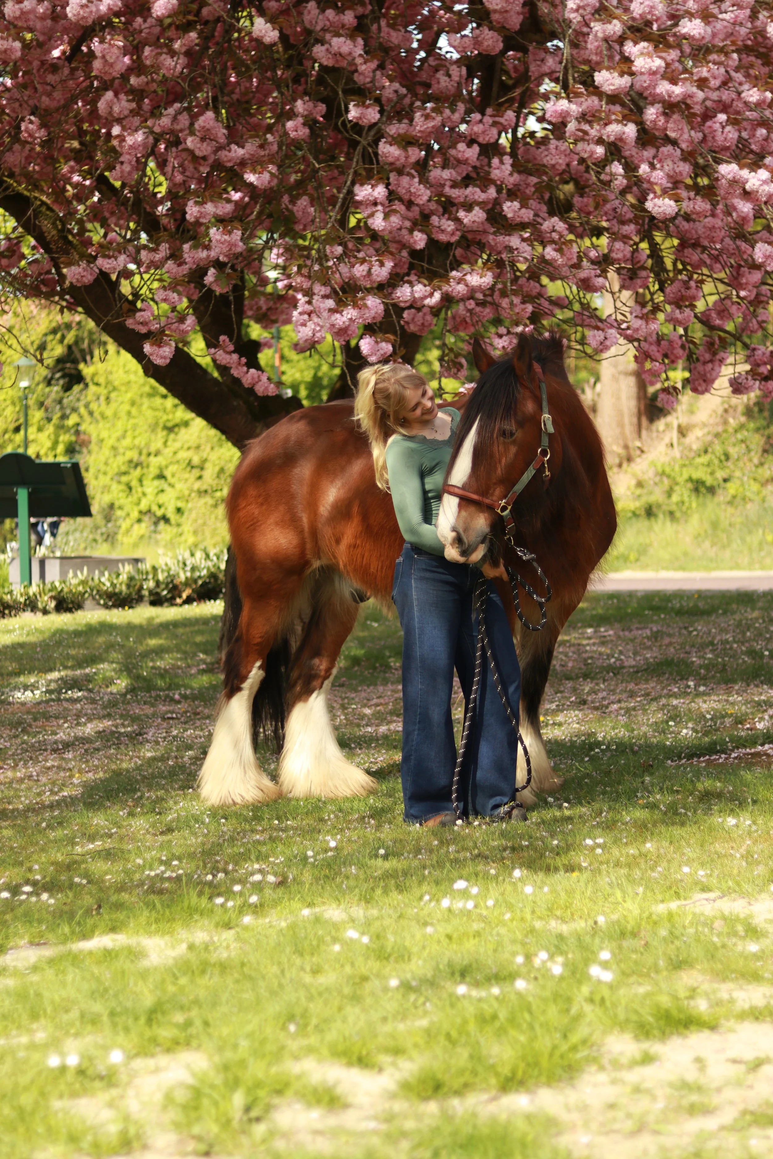Vrouw die haar arm om een paardennek legt onder een bloesemboom met roze bloemen in een park.